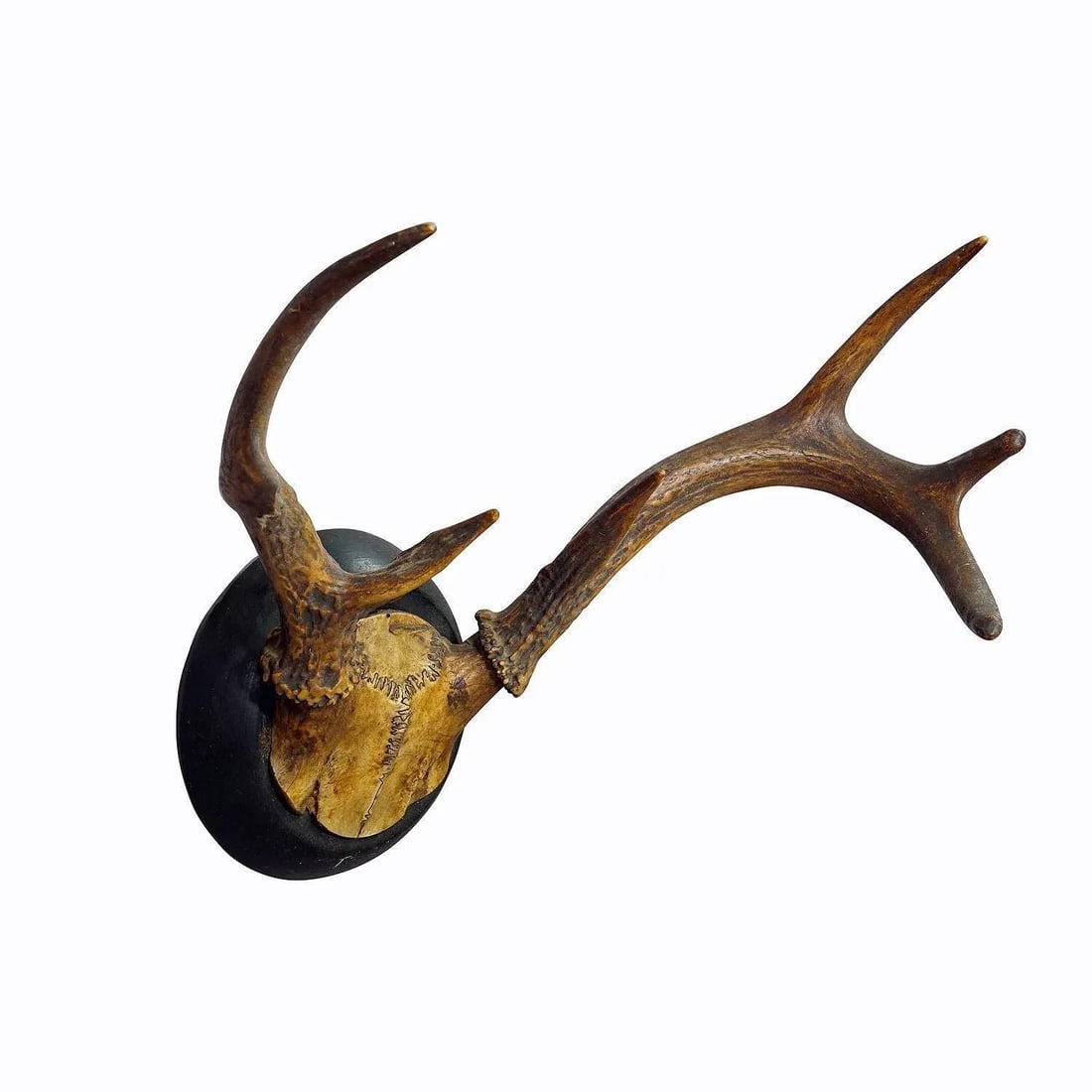 Abnorm White Tailed Deer Trophy Mount on Wooden Plaque ca. 1900s - 2