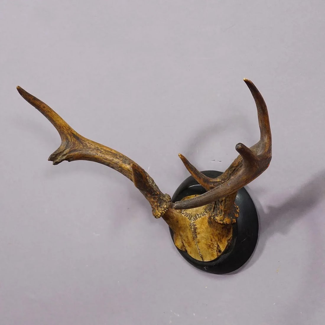 Abnorm White Tailed Deer Trophy Mount on Wooden Plaque ca. 1900s - 3
