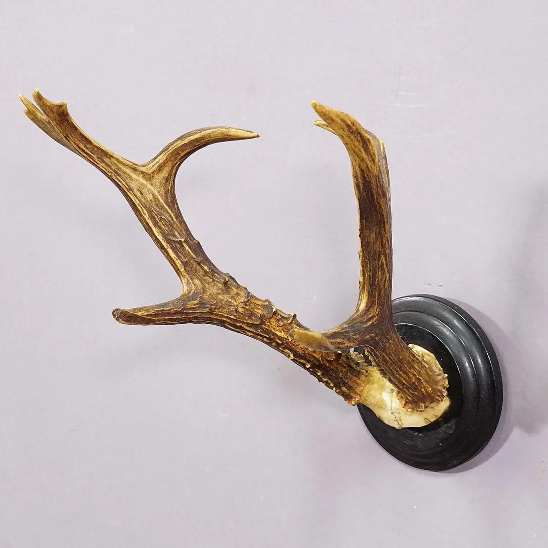 Siberian Deer Trophy Mount on Wooden Plaque Ca. 1900s - 2