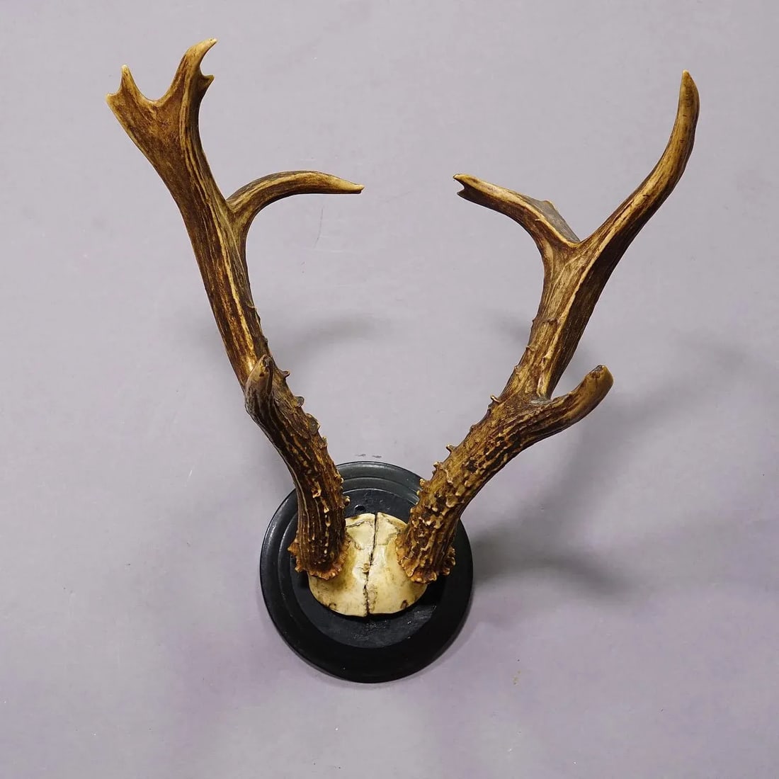 Siberian Deer Trophy Mount on Wooden Plaque Ca. 1900s - 4