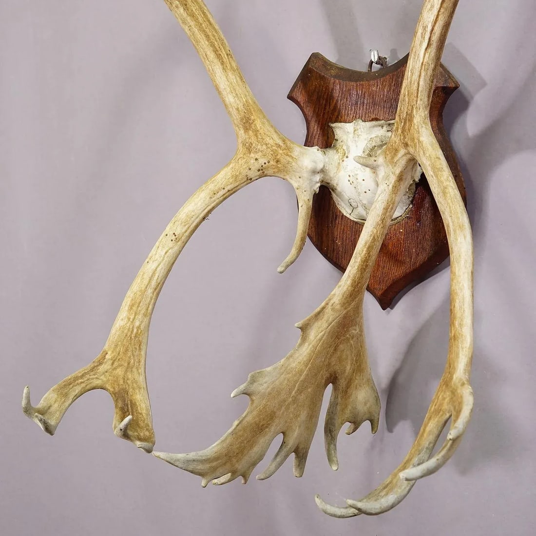 Large Caribou Antler Skull Mount Taxidermy Cabin Decor Skull Antlers - 6
