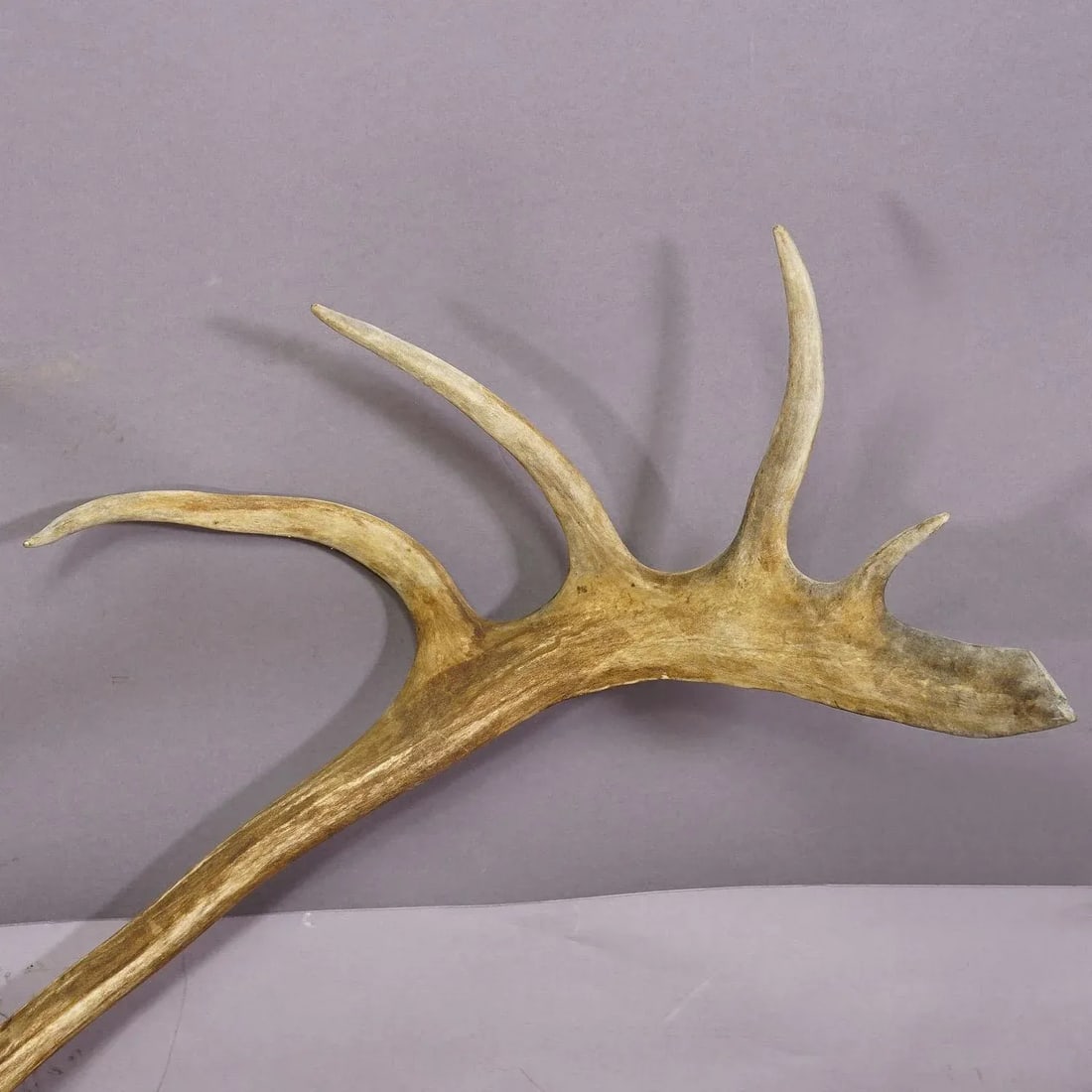 Large Caribou Antler Skull Mount Taxidermy Cabin Decor Skull Antlers - 7