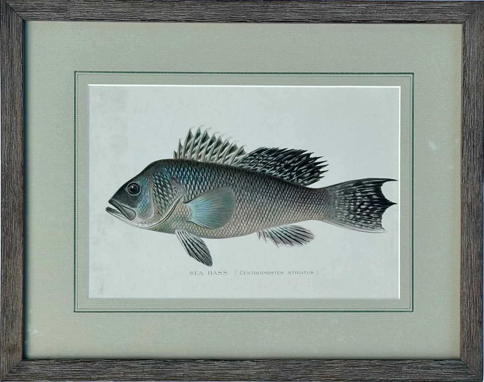 20th Century Sea Bass by Denton, Framed: Original chromolithograph by Sherman Foote Denton for the New York Forest, Fish and Game Commission, 1903. Displayed in a wood frame, acid free mat and UV filtering glass. Dimensions: 17 x 13.25". Exc