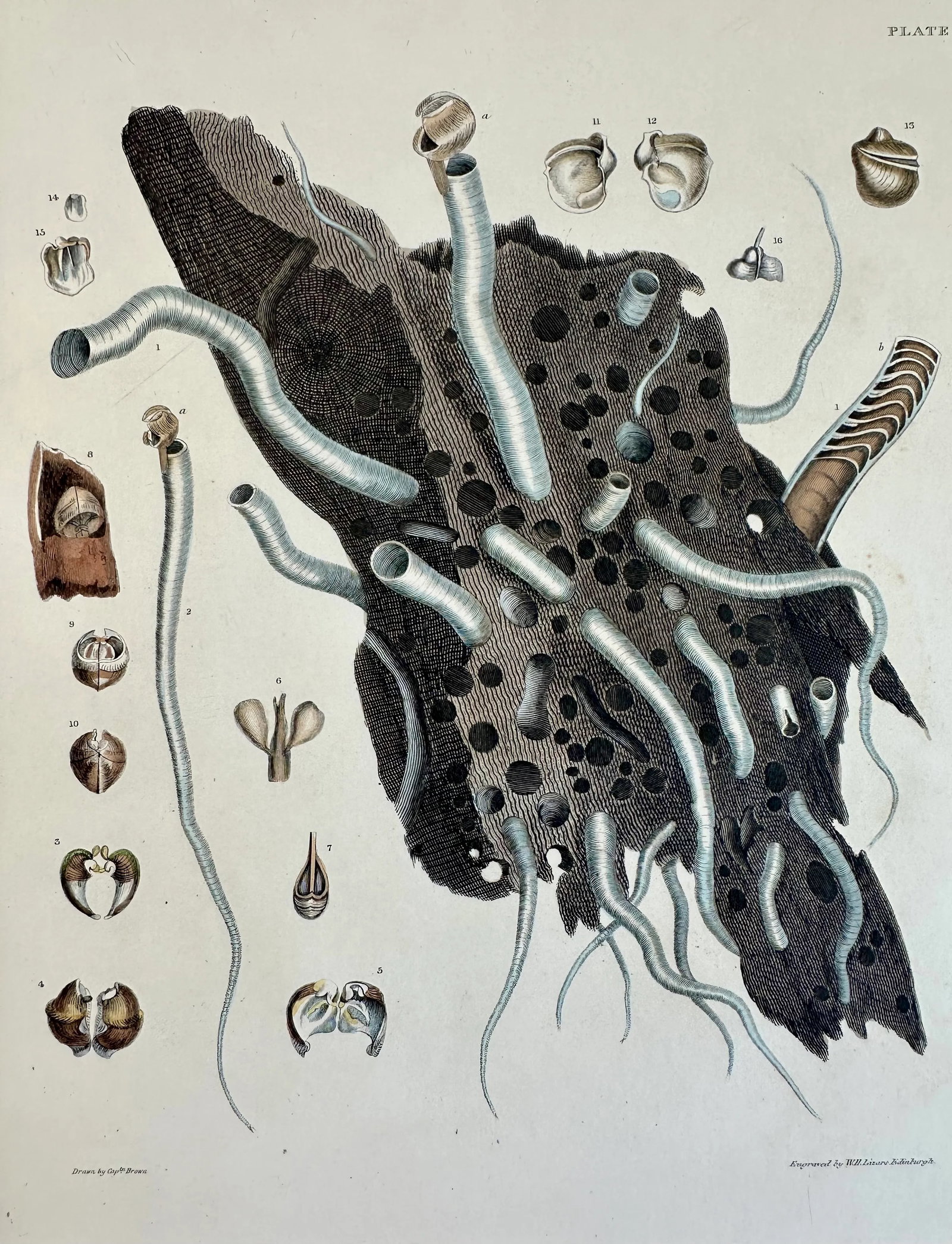 Coral Shells, 19th Century Print - 4