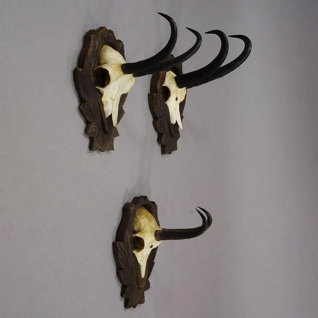 Set of Three Vintage Chamois Trophies on Carved Plaques, Germany - 4