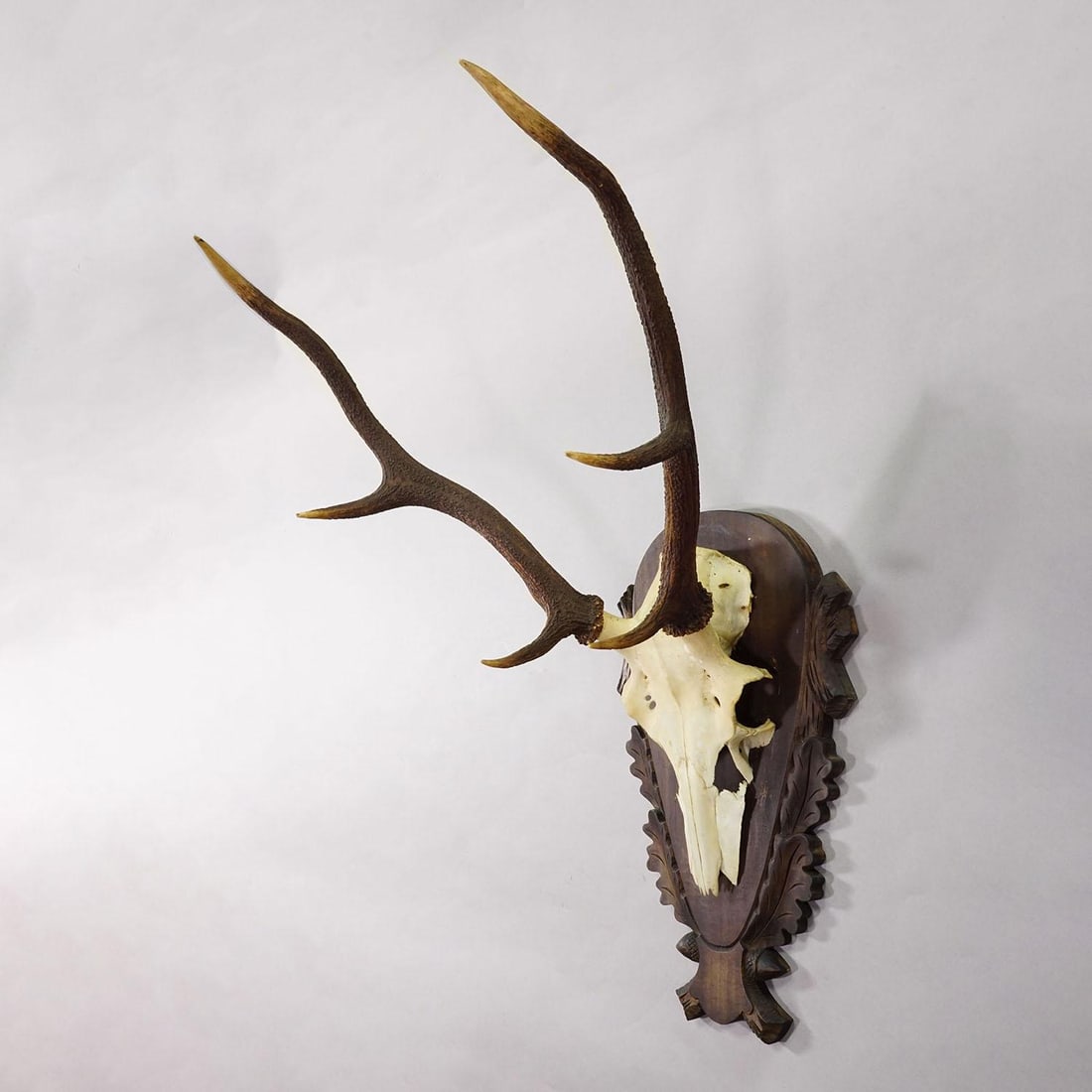 Large Black Forest Red Deer Trophy on Carved Plaque - Germany 1930 - 2