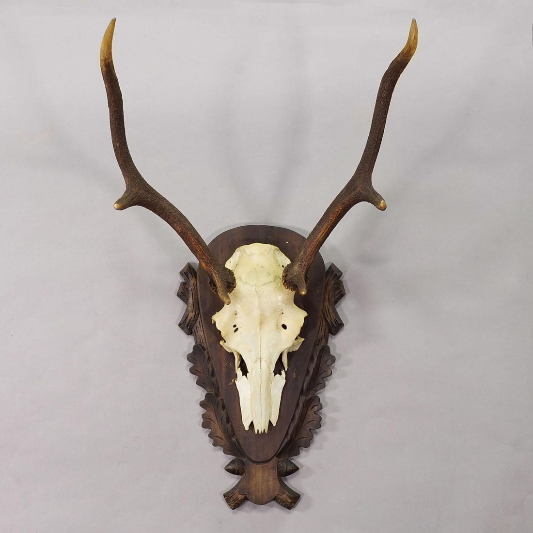 Large Black Forest Red Deer Trophy on Carved Plaque - Germany 1930 - 3