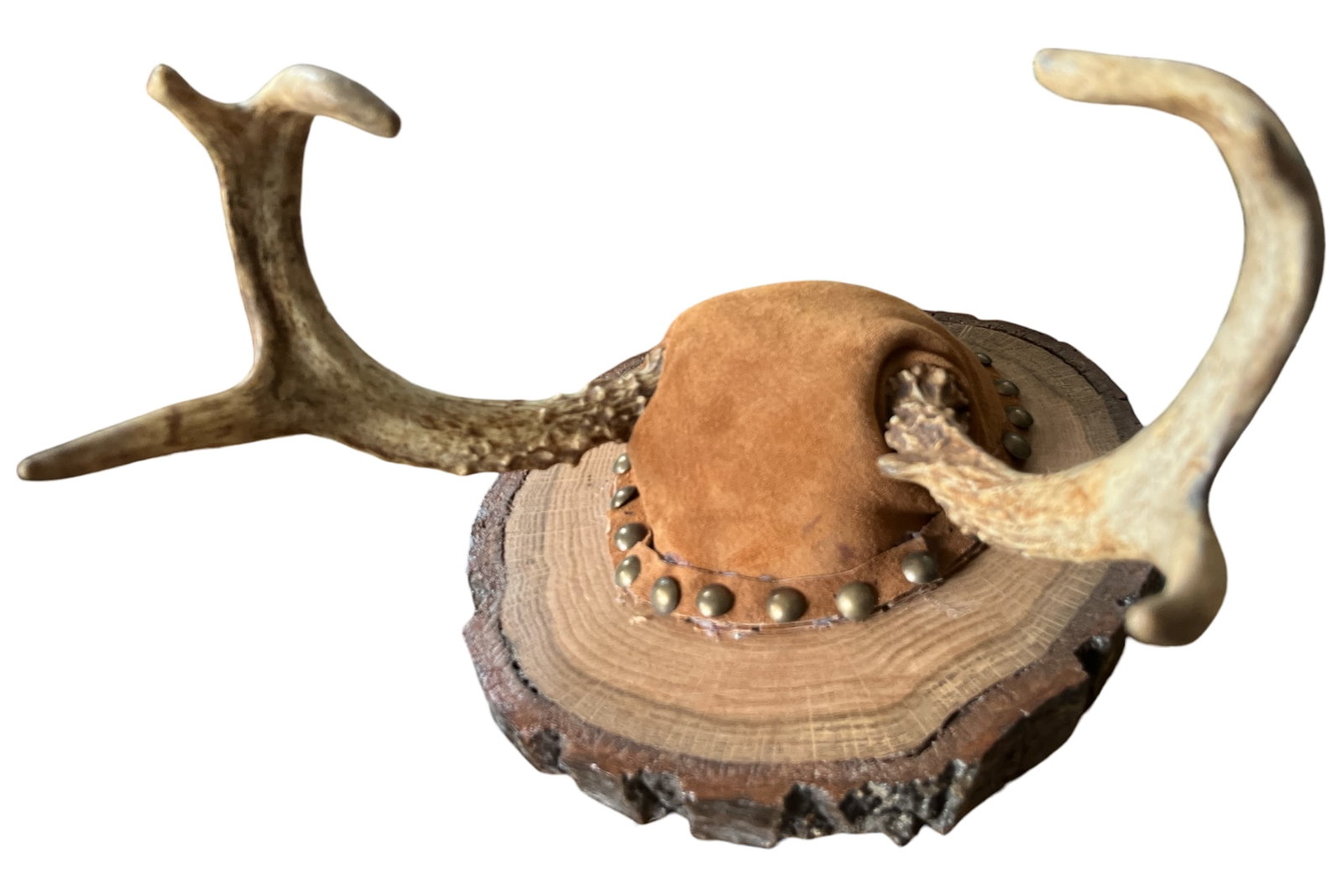 Vintage Mounted Deer Antlers on Live-Edge Wood Plaque - 4