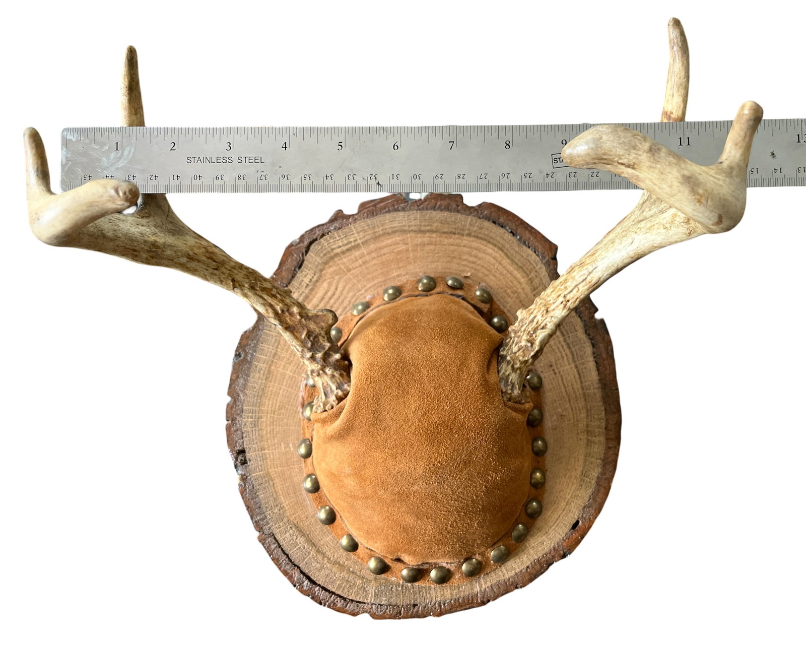 Vintage Mounted Deer Antlers on Live-Edge Wood Plaque - 9