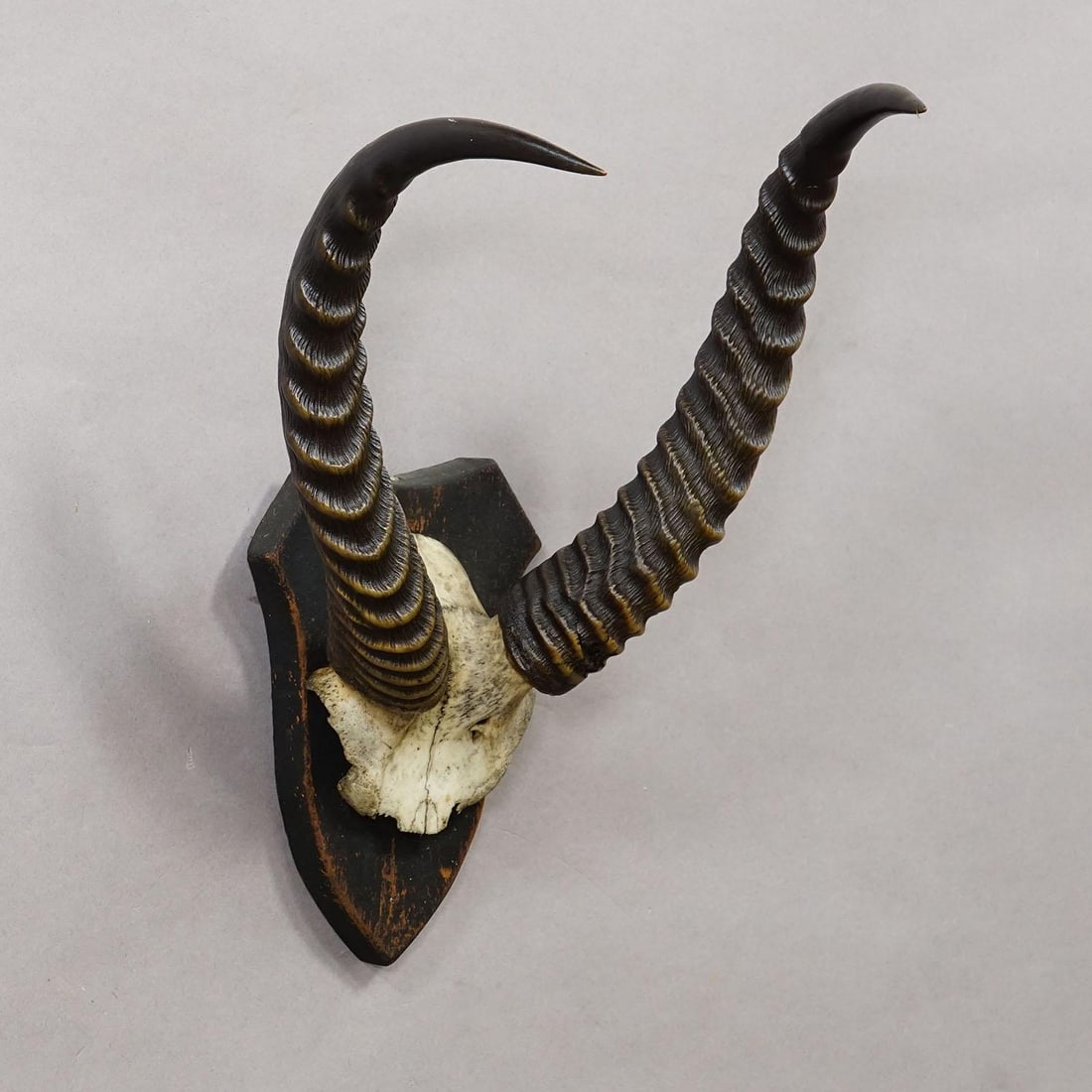 Antique Springbok Trophy on Wooden Plaque, Ca. 1930s - 2