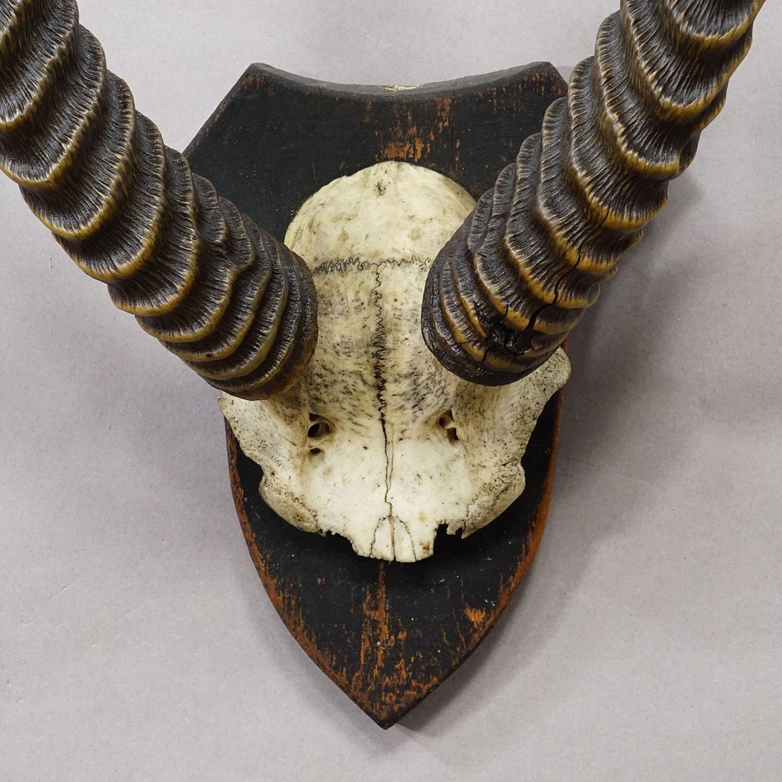 Antique Springbok Trophy on Wooden Plaque, Ca. 1930s - 4