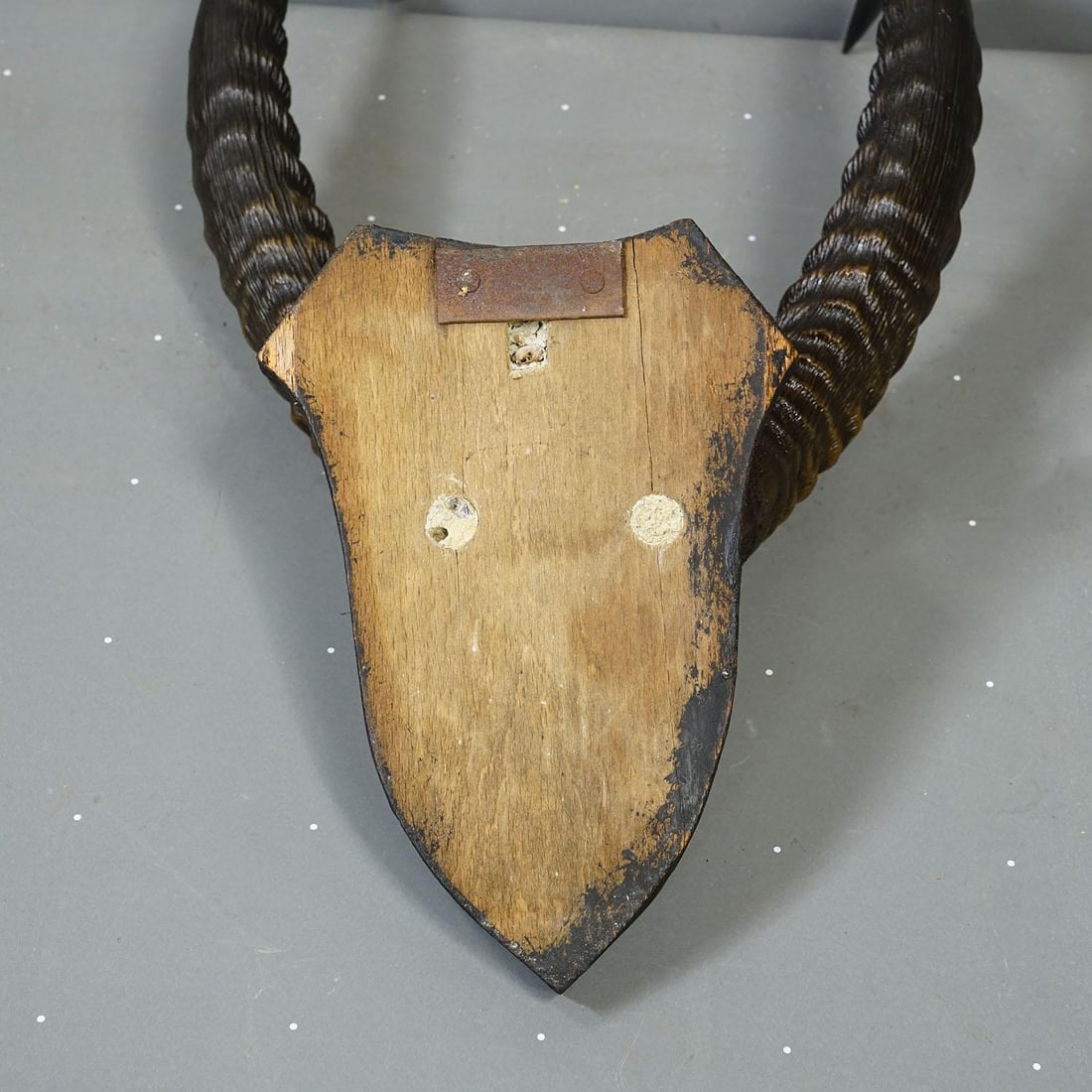 Antique Springbok Trophy on Wooden Plaque, Ca. 1930s - 5
