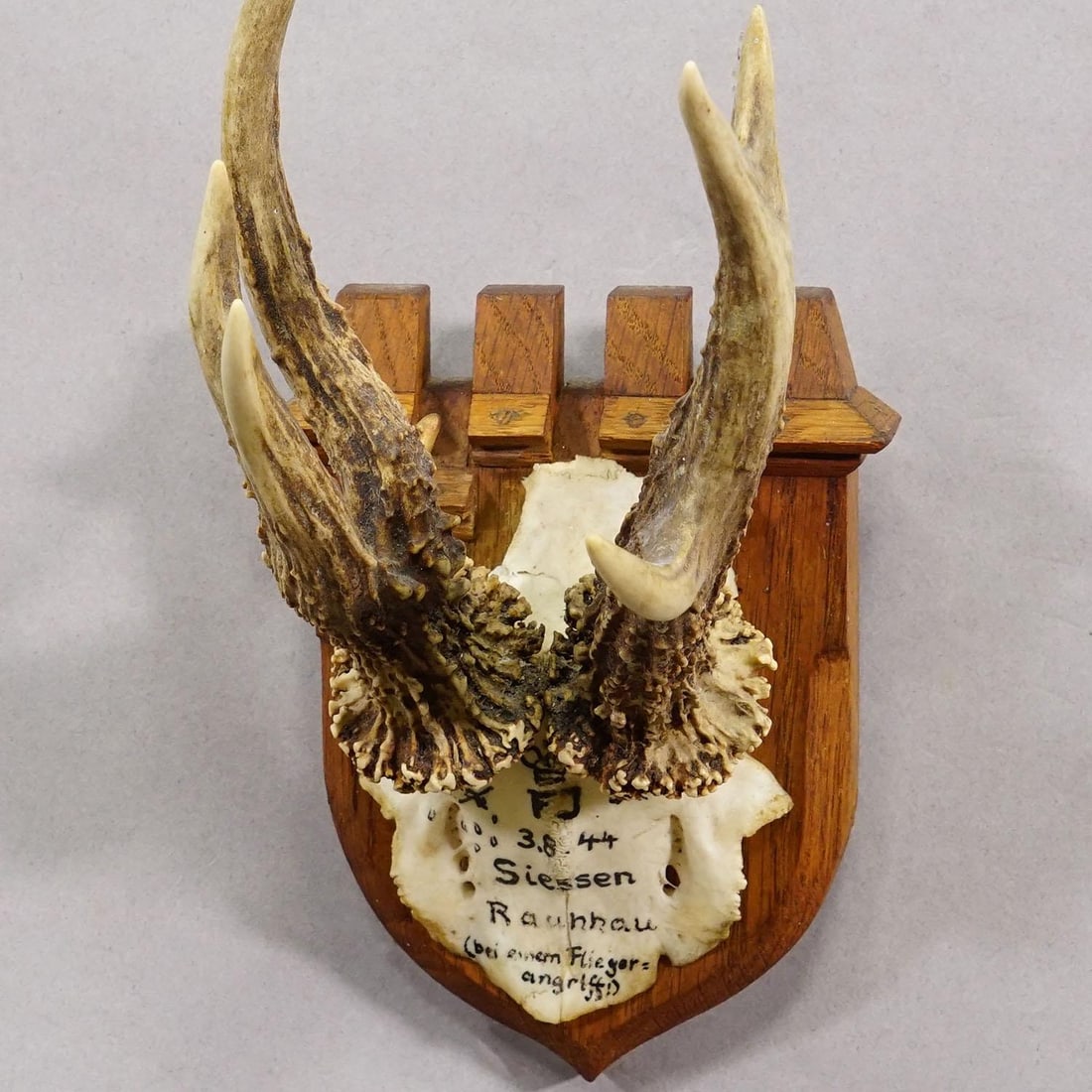 Vintage Red Deer Trophy by Franz Joseph, Prince of Thurn and Taxis, 1944 - 4
