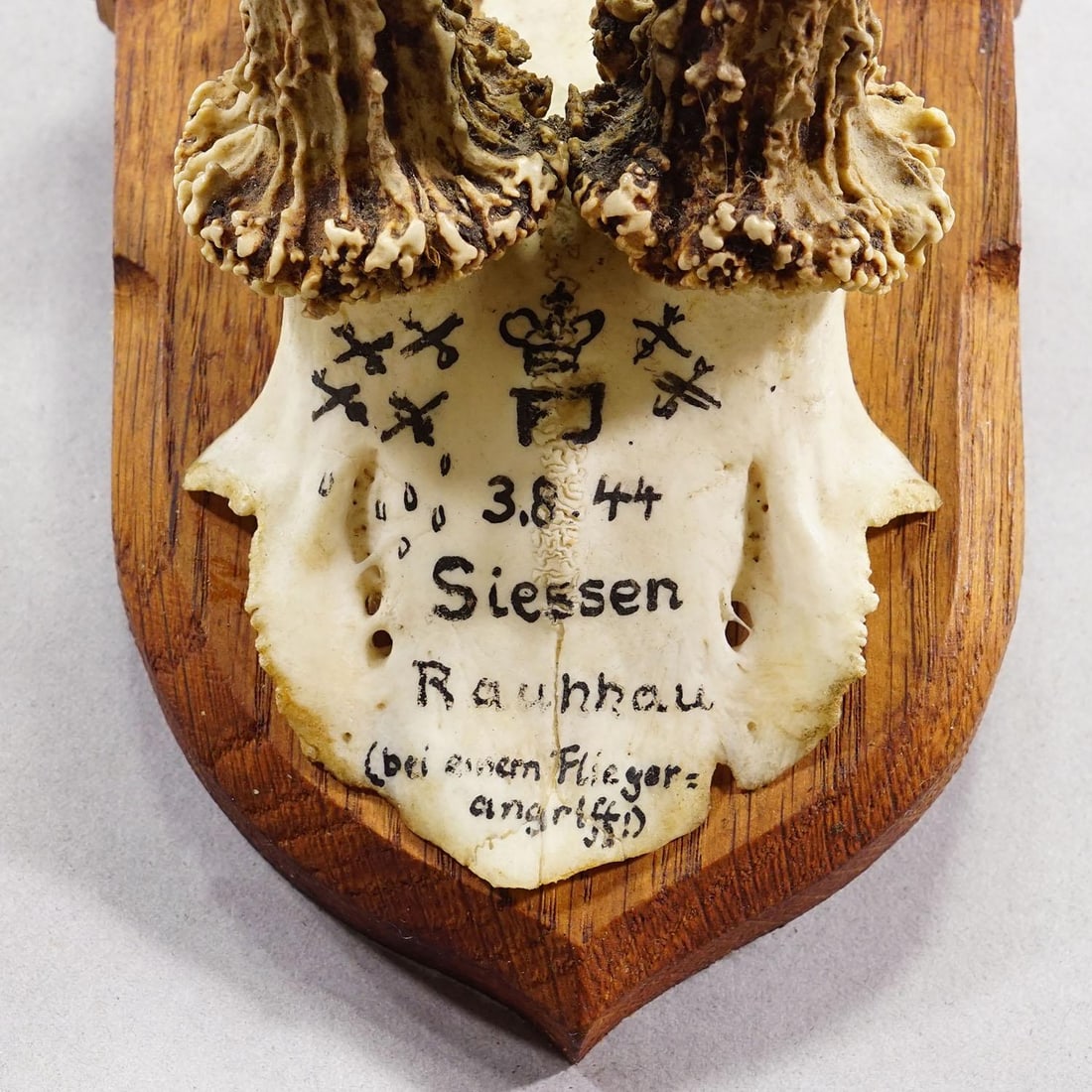 Vintage Red Deer Trophy by Franz Joseph, Prince of Thurn and Taxis, 1944 - 6
