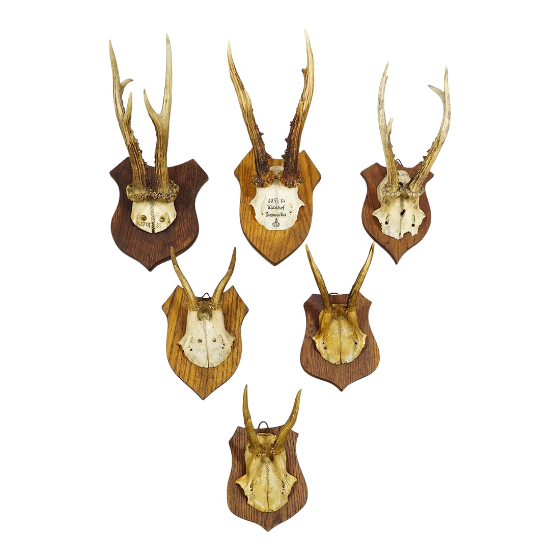Six Large Roe Deer Trophies on Carved Plaques Germany 19.Century: Six Large Roe Deer Trophies on Carved Plaques Germany 19.Century A great set of six large Black Forest roe deer (Capreolus capreolus) trophies mounted on wooden plaques. The trophies were shot in Germ