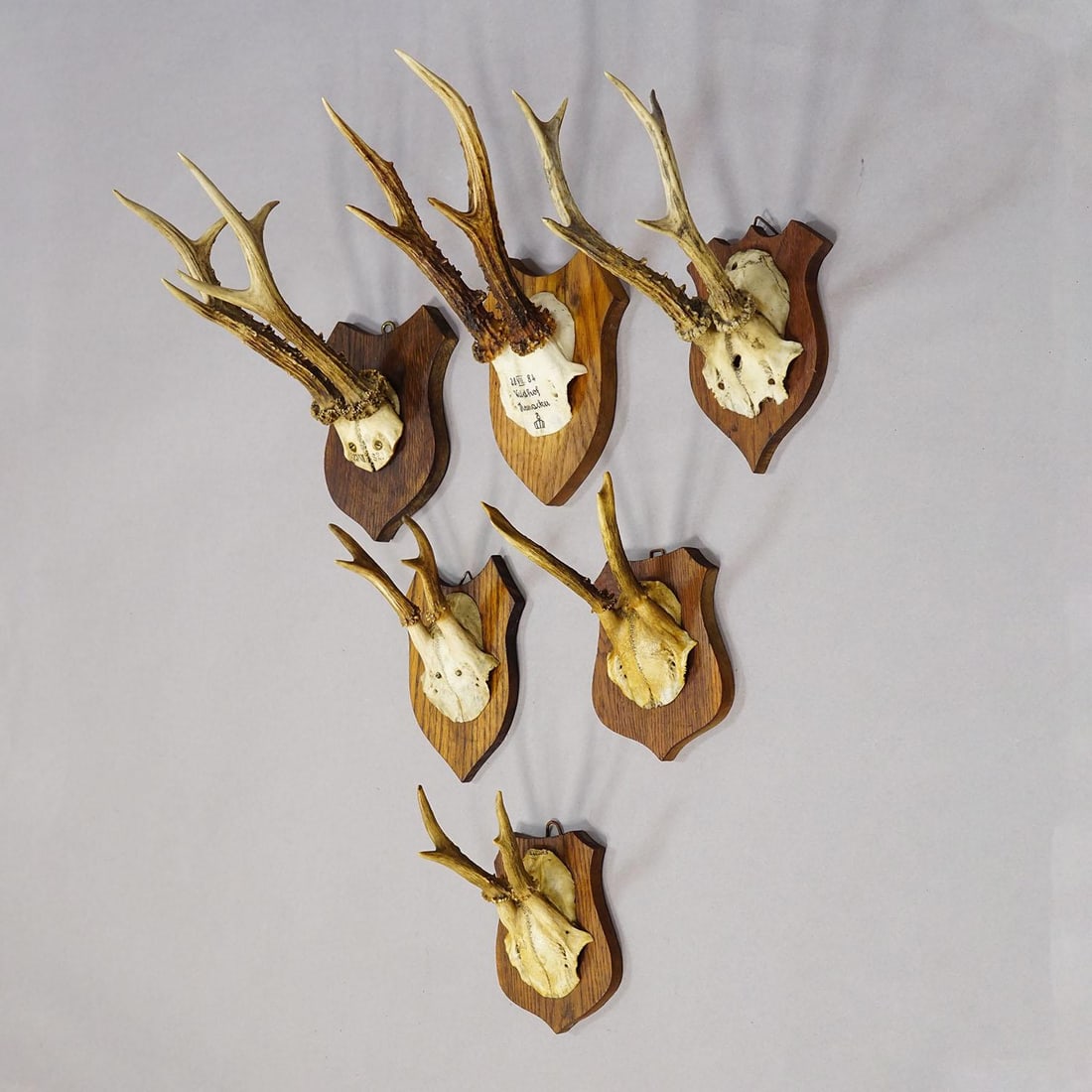 Six Large Roe Deer Trophies on Carved Plaques Germany 19.Century - 2