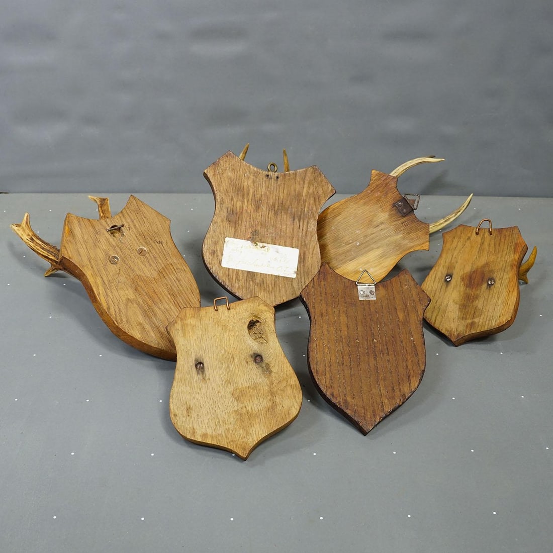Six Large Roe Deer Trophies on Carved Plaques Germany 19.Century - 9