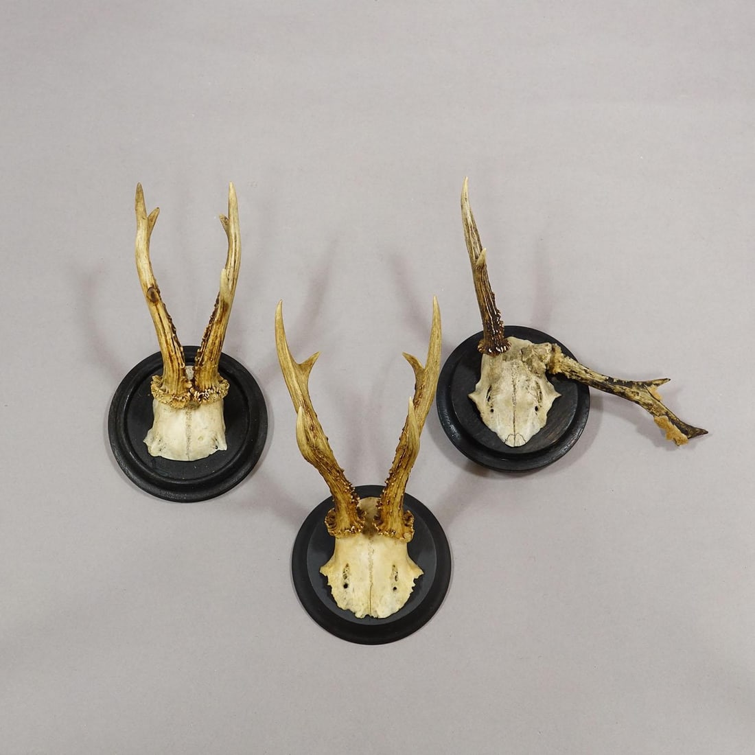 Set of Six Roe Deer Trophies on Turned Plaques Germany Ca. 1910s - 2