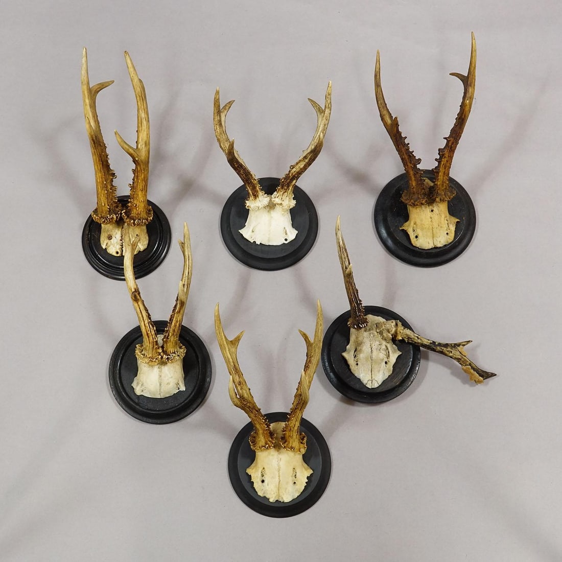 Set of Six Roe Deer Trophies on Turned Plaques Germany Ca. 1910s - 3