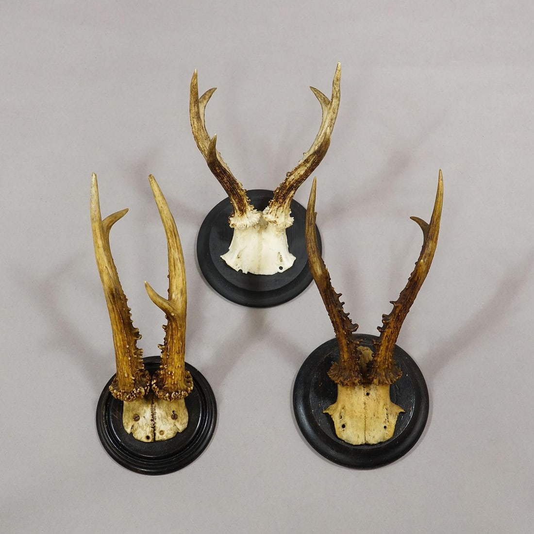 Set of Six Roe Deer Trophies on Turned Plaques Germany Ca. 1910s - 5