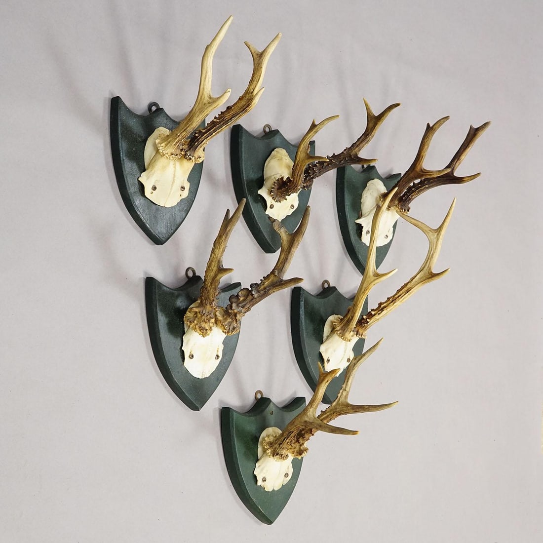 Set of Six Roe Deer Trophies on Wooden Plaques Salem Germany Ca. 1900s - 3
