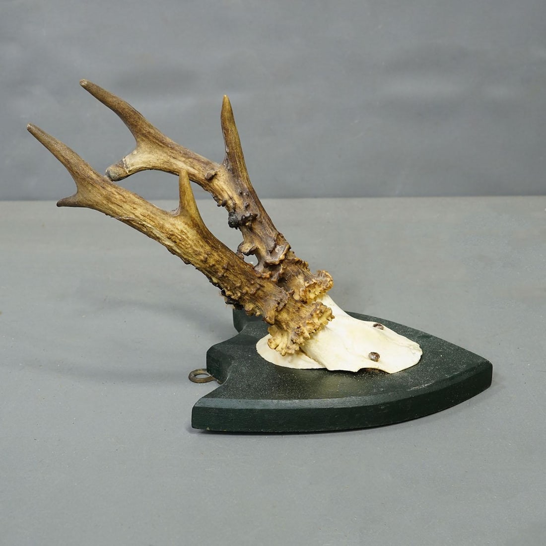 Set of Six Roe Deer Trophies on Wooden Plaques Salem Germany Ca. 1900s - 5