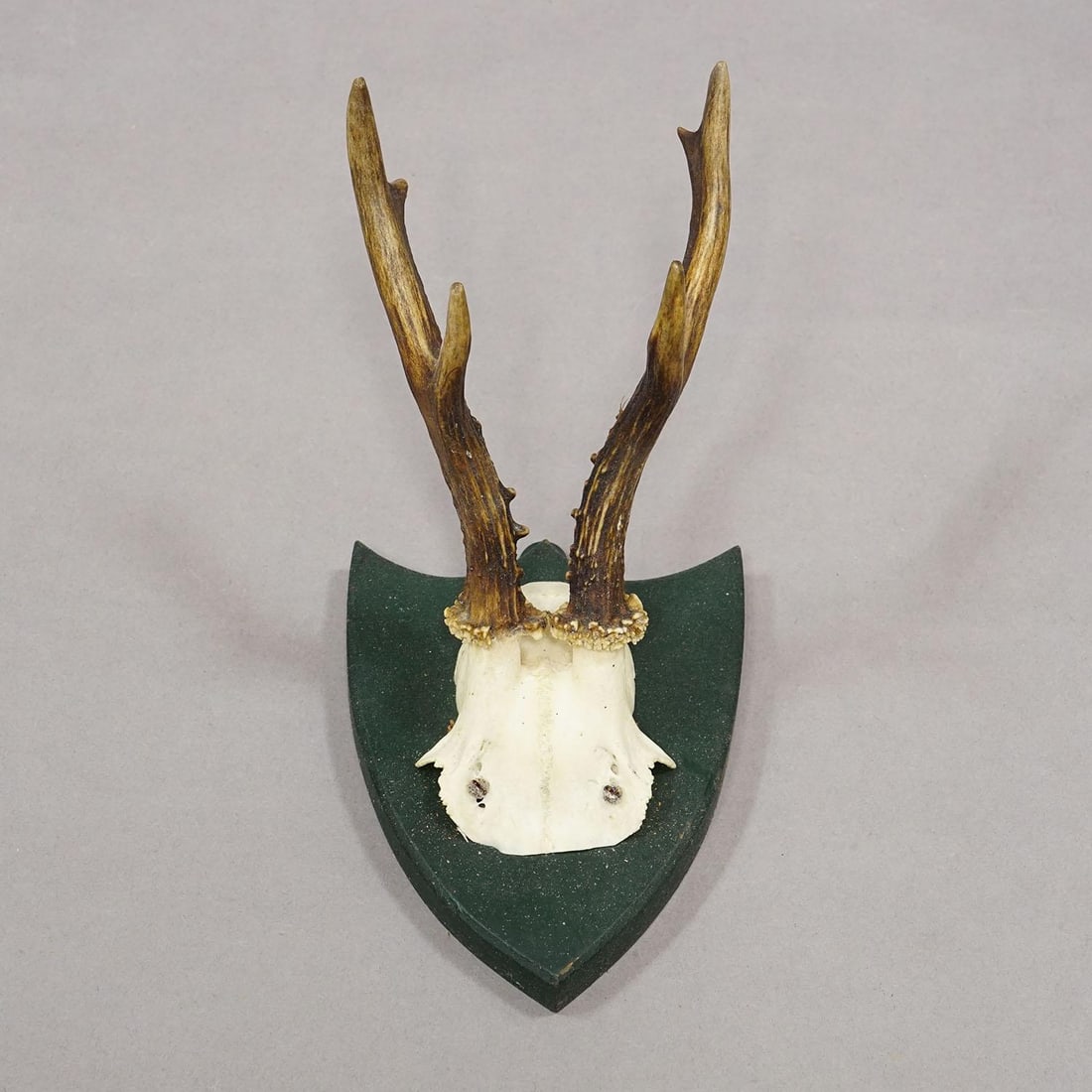 Set of Six Roe Deer Trophies on Wooden Plaques Salem Germany Ca. 1900s - 6