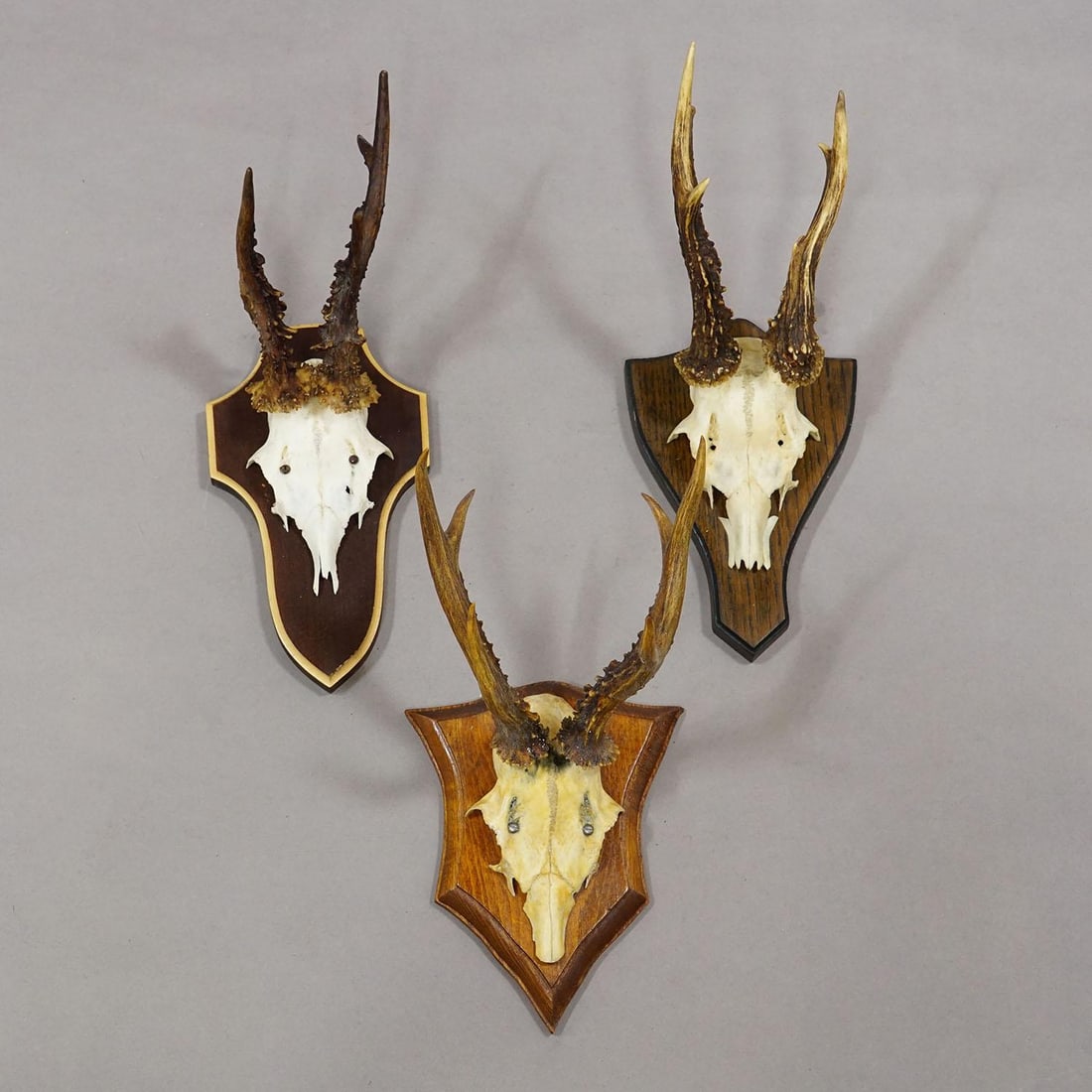 Vintage Set of Six Roe Deer Trophies on Wooden Plaques Germany ca.1950/1960s - 3