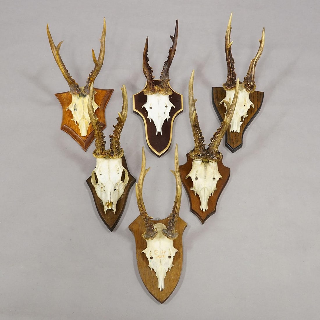 Vintage Set of Six Roe Deer Trophies on Wooden Plaques Germany ca.1950/1960s - 4