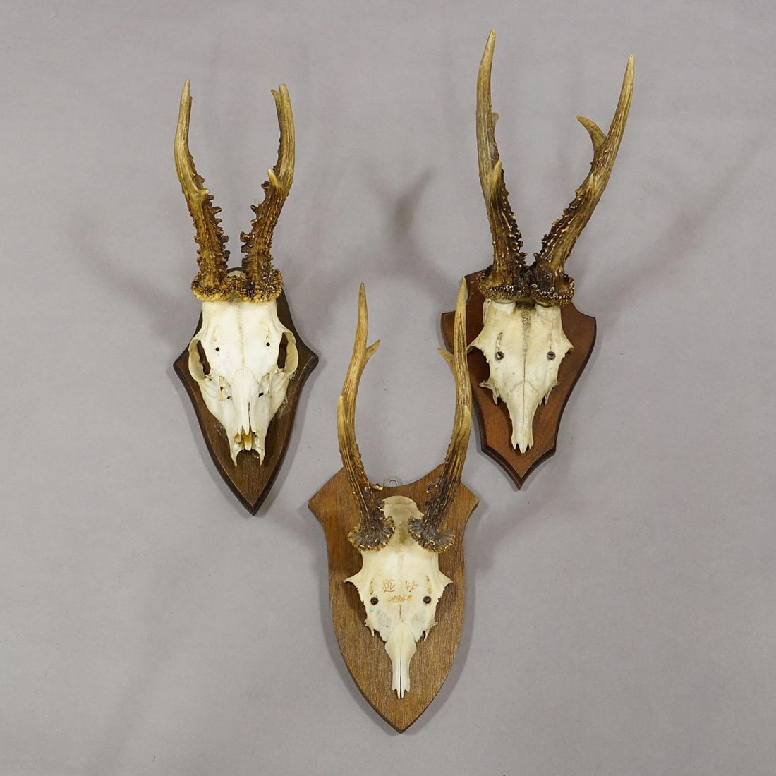 Vintage Set of Six Roe Deer Trophies on Wooden Plaques Germany ca.1950/1960s - 5