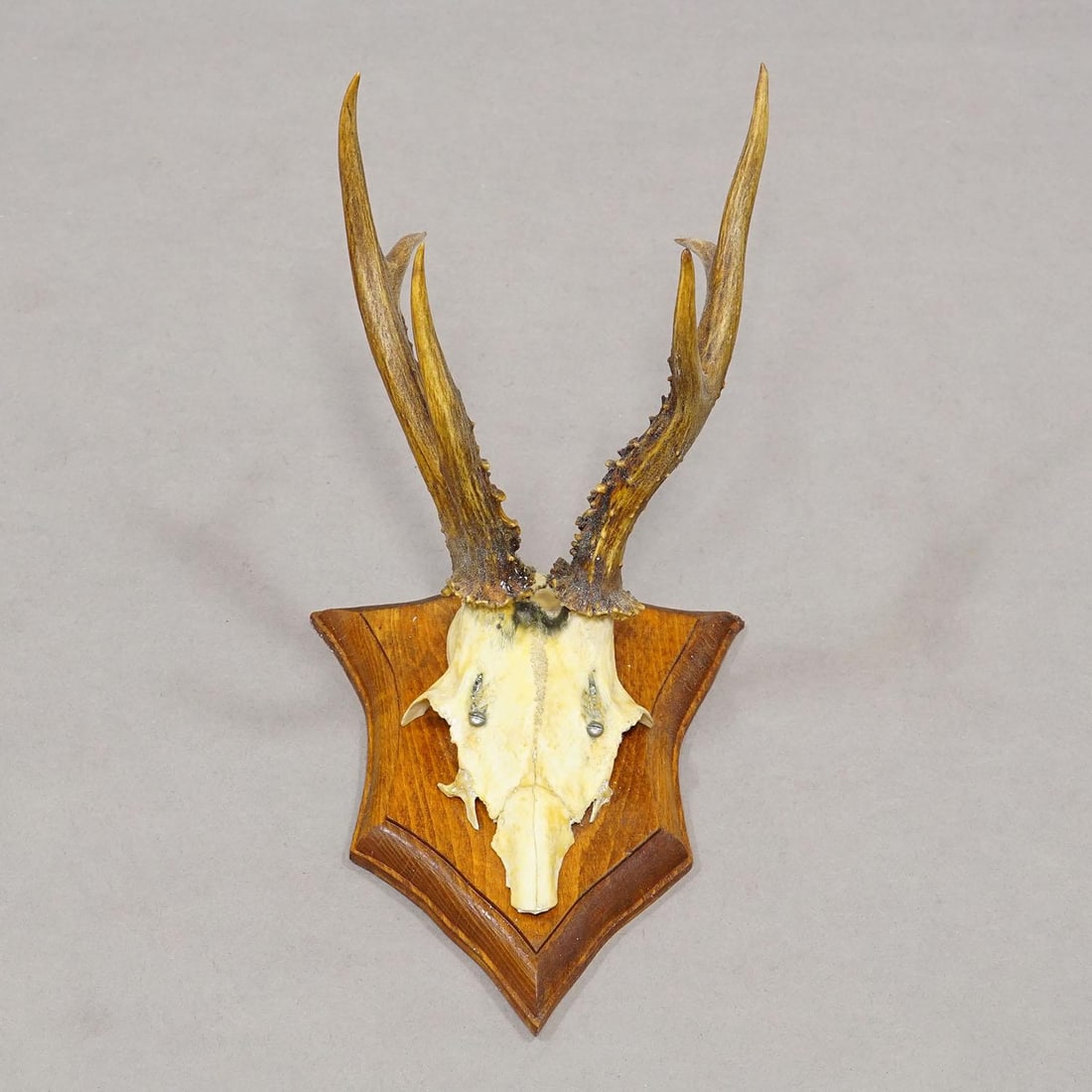Vintage Set of Six Roe Deer Trophies on Wooden Plaques Germany ca.1950/1960s - 7