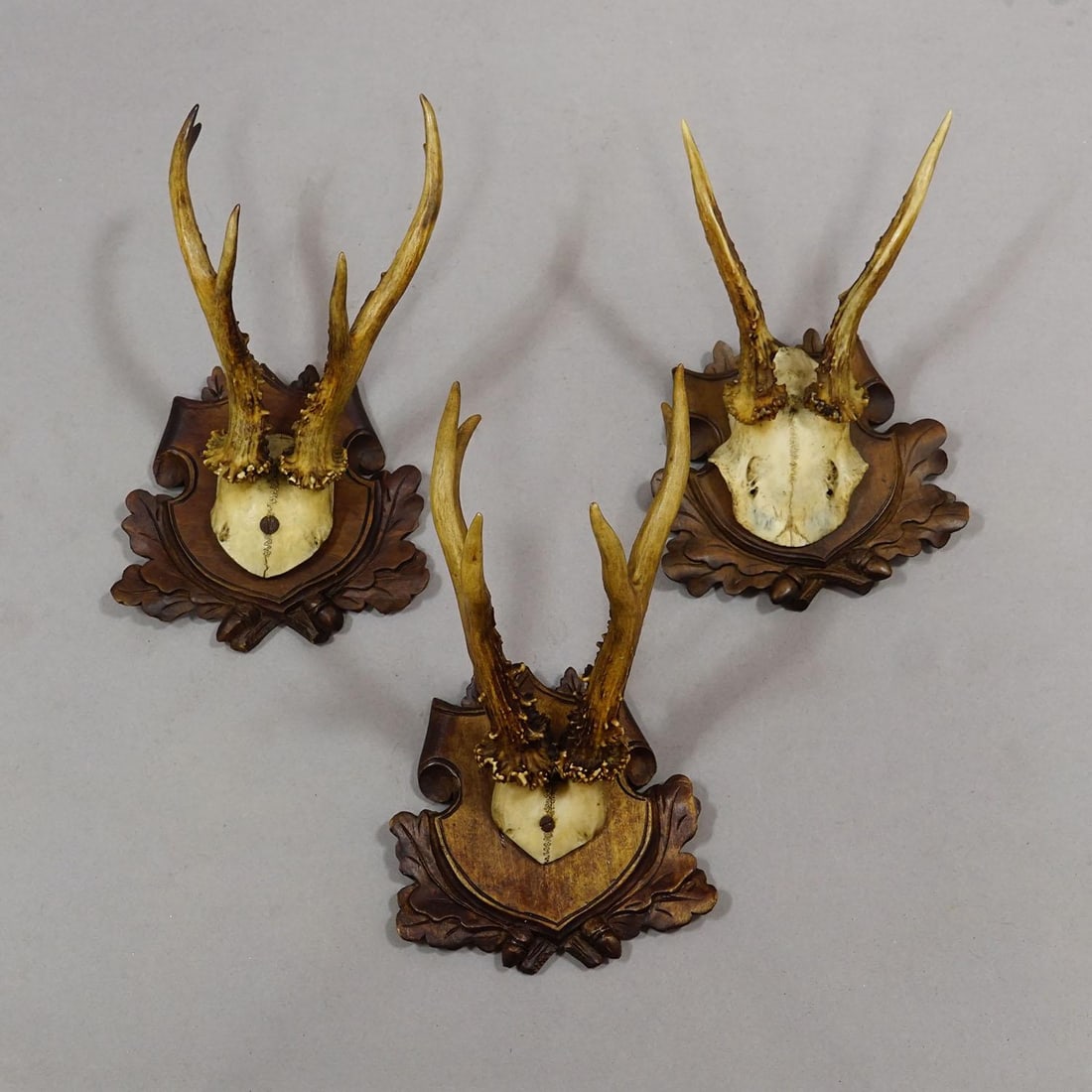 Antique Set of Black Forest Roe Deer Trophies, Germany Ca. 1890s/1900s - 3