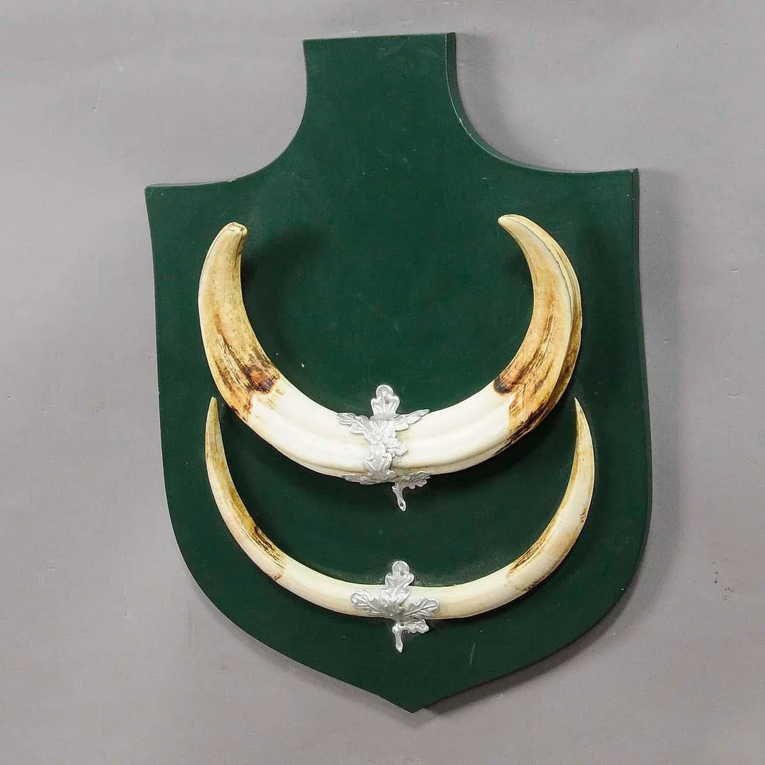 Great Wild Boar Trophy Mount on Wooden Plaque Ca. 1950s - 2