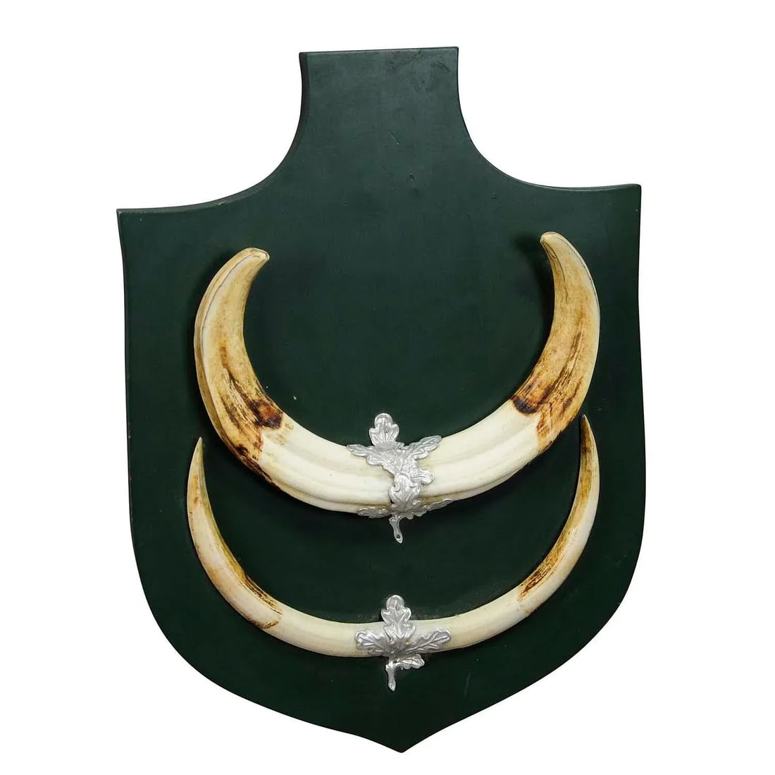 Great Wild Boar Trophy Mount on Wooden Plaque Ca. 1950s - 3