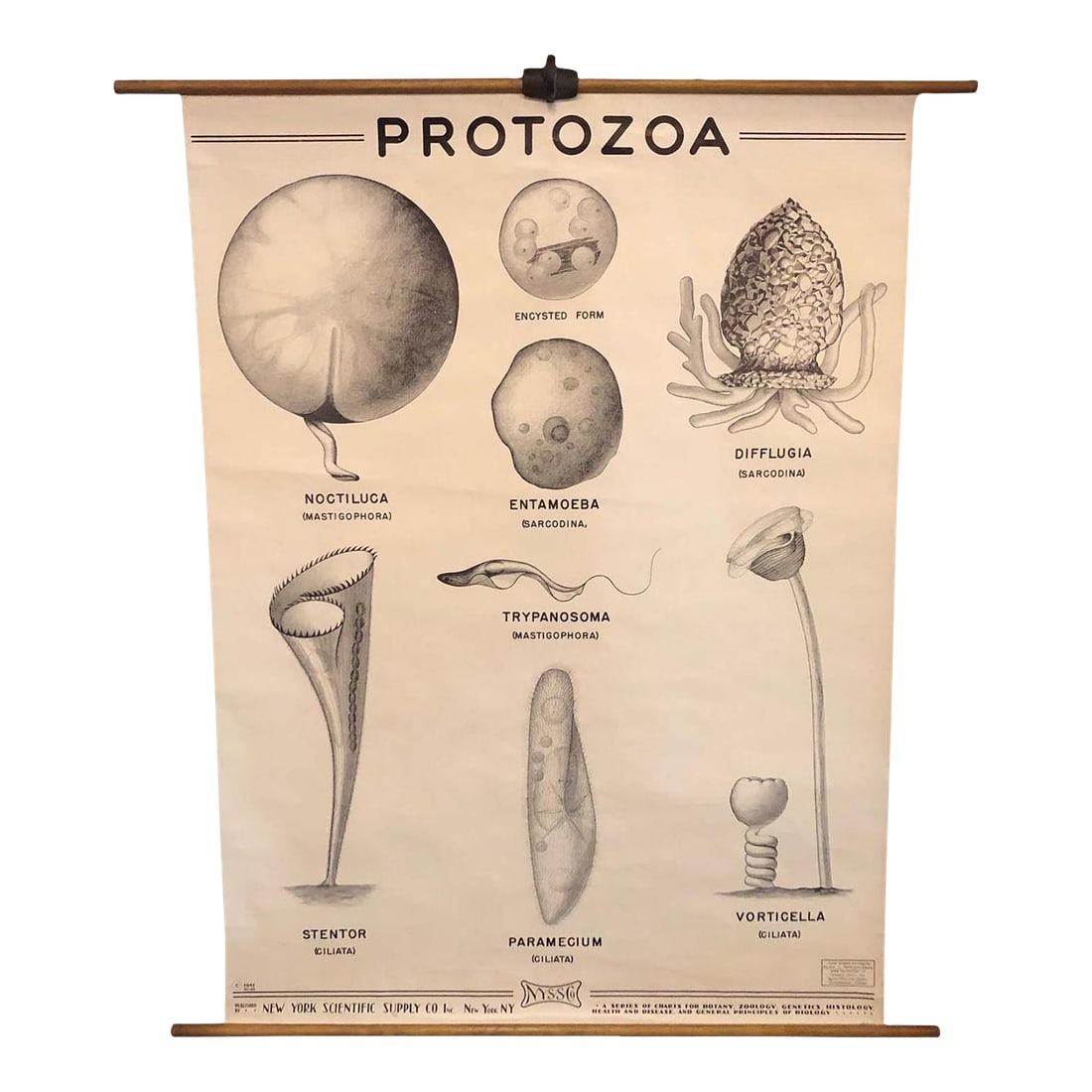 Mid 20th Century Anatomical Protozoa Organisms Rollup Chart by New York Scientific Supply Co.: Educational, anatomical, roll up chart by New York Scientific Supply Co. circa 1941 depicting organisms of the protozoa group printed on fortified paper with canvas backing on maple rod with ring for 