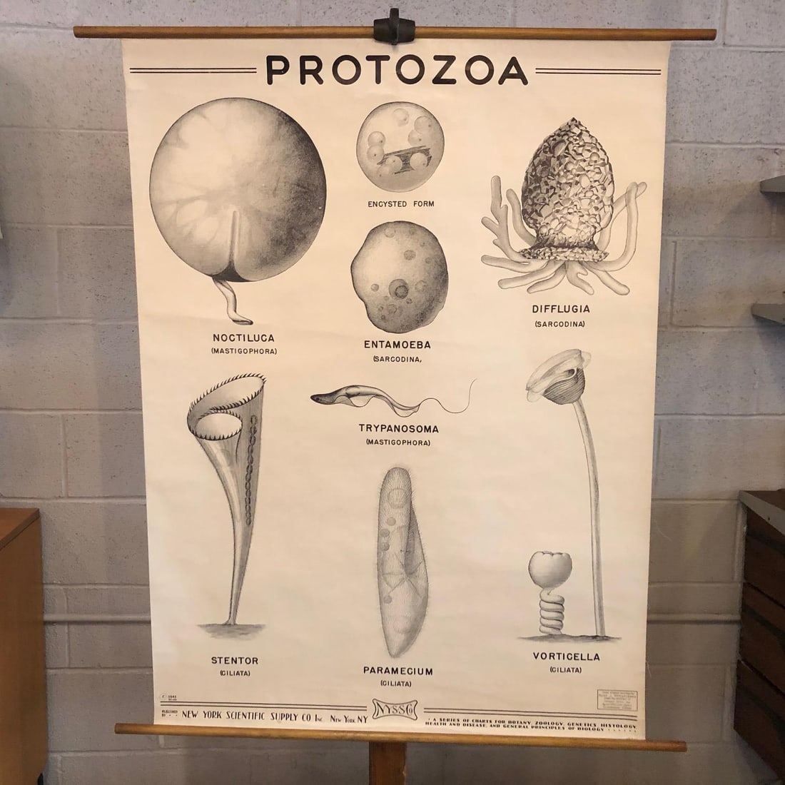 Mid 20th Century Anatomical Protozoa Organisms Rollup Chart by New York Scientific Supply Co. - 2