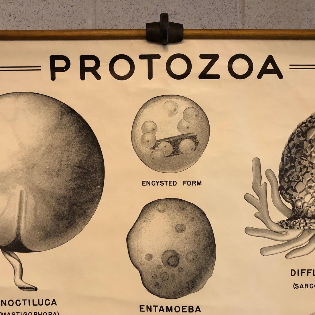 Mid 20th Century Anatomical Protozoa Organisms Rollup Chart by New York Scientific Supply Co. - 3