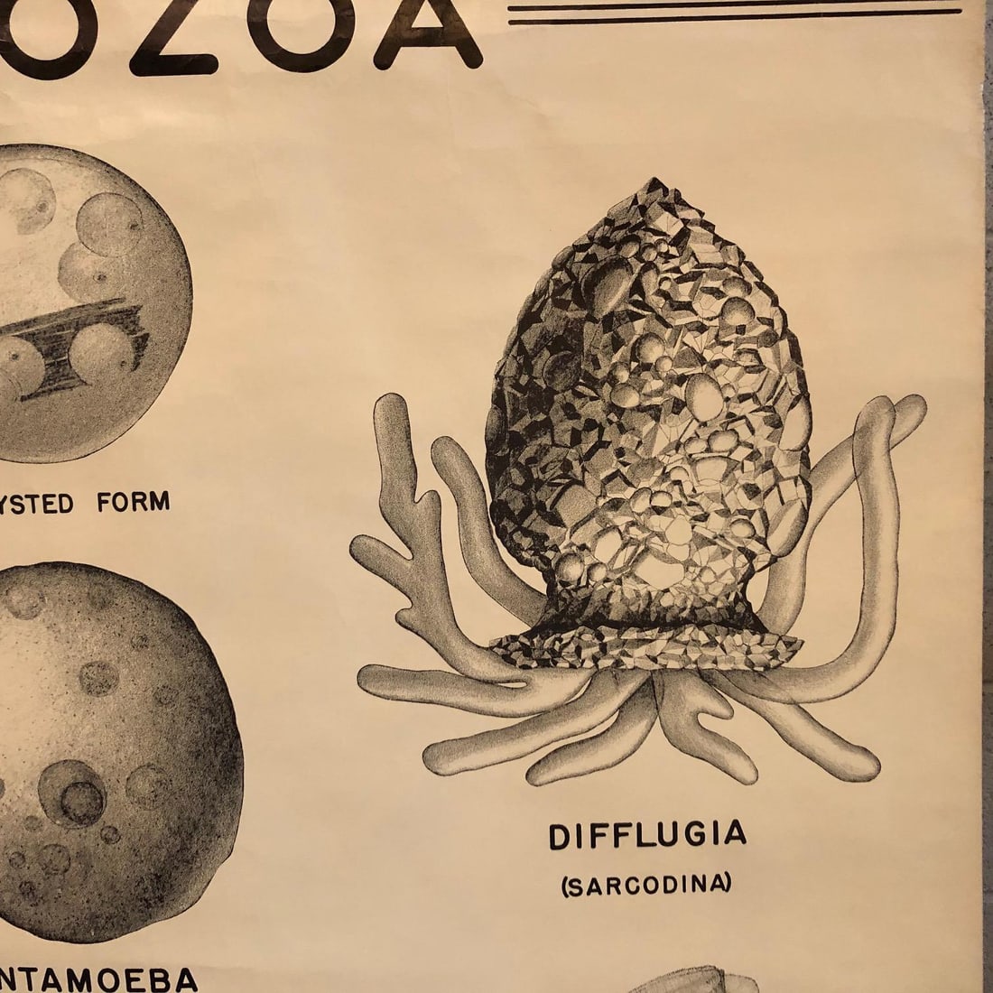 Mid 20th Century Anatomical Protozoa Organisms Rollup Chart by New York Scientific Supply Co. - 4
