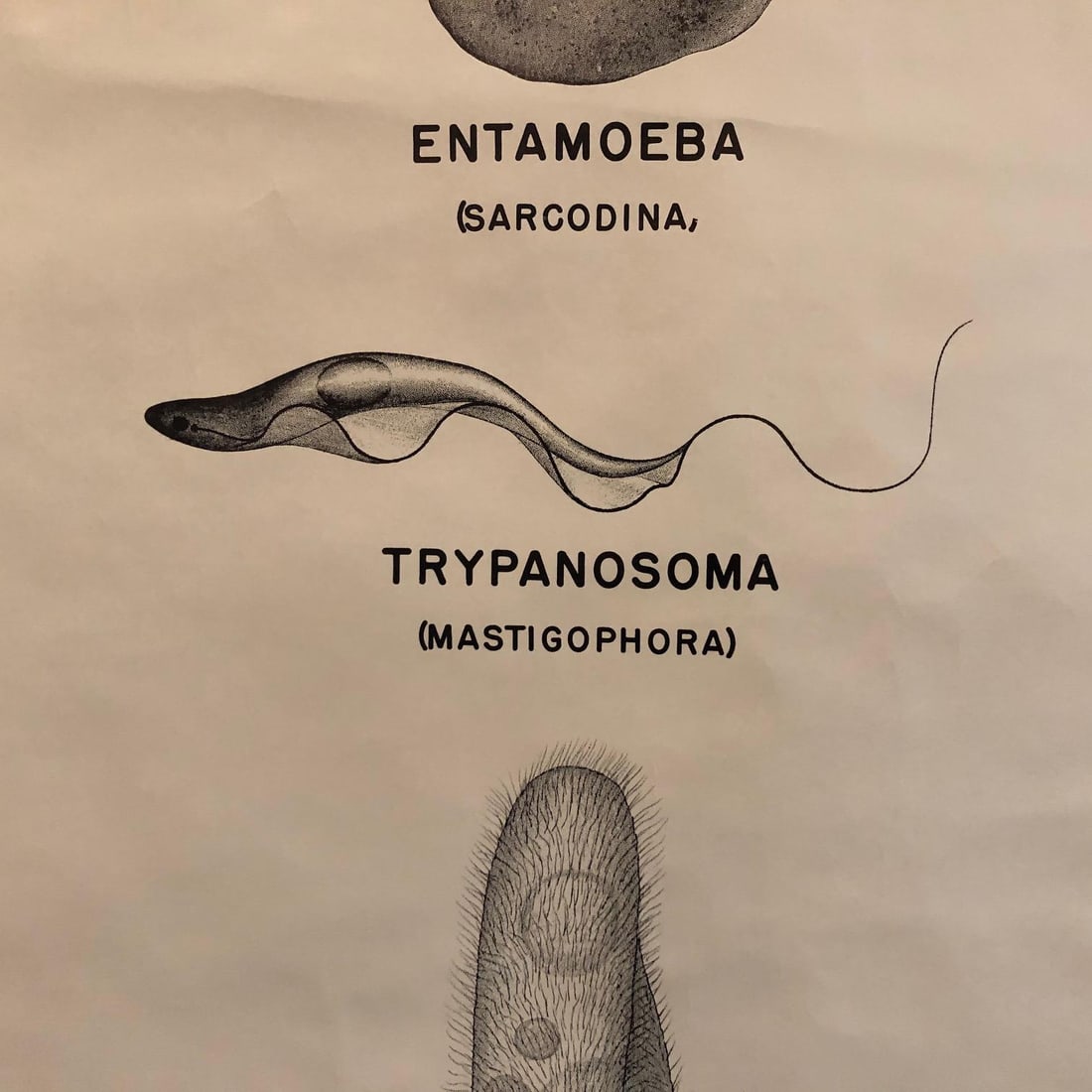Mid 20th Century Anatomical Protozoa Organisms Rollup Chart by New York Scientific Supply Co. - 5