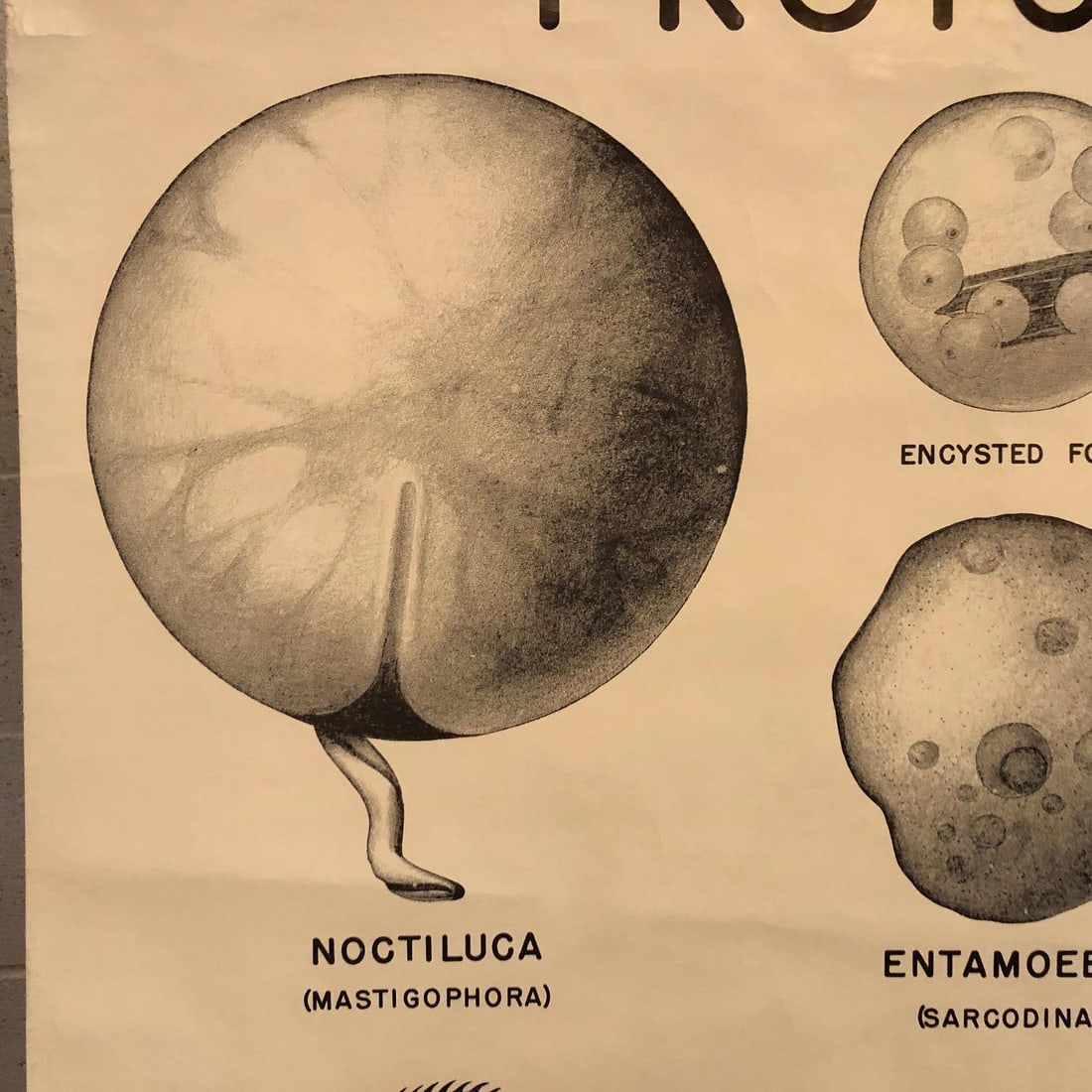Mid 20th Century Anatomical Protozoa Organisms Rollup Chart by New York Scientific Supply Co. - 6
