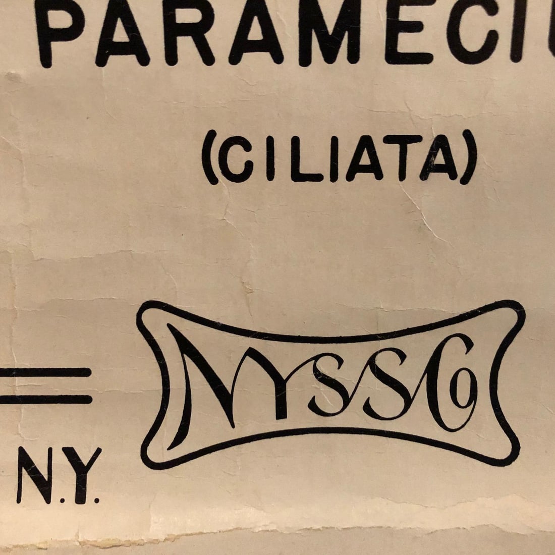 Mid 20th Century Anatomical Protozoa Organisms Rollup Chart by New York Scientific Supply Co. - 7