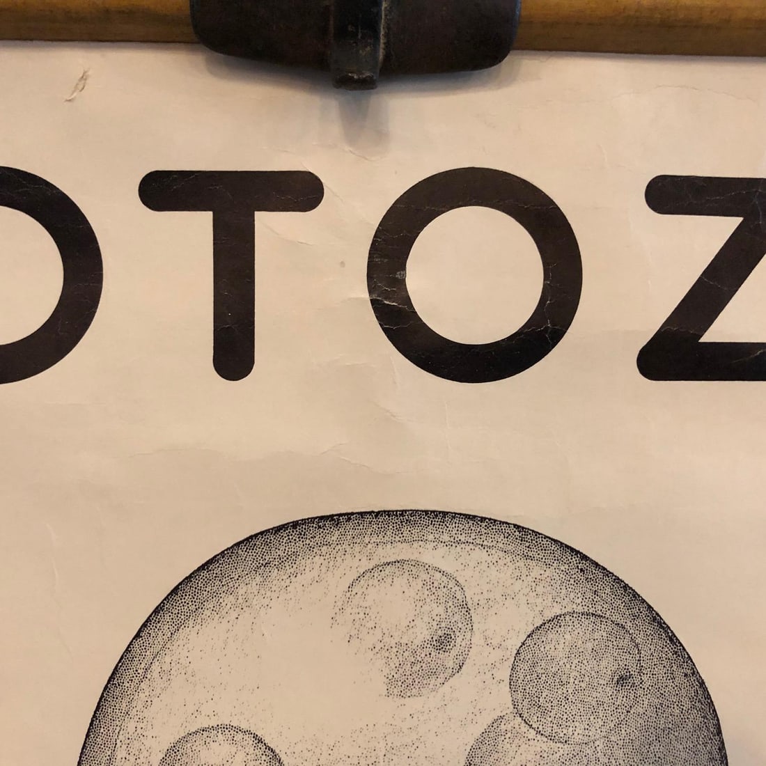 Mid 20th Century Anatomical Protozoa Organisms Rollup Chart by New York Scientific Supply Co. - 9