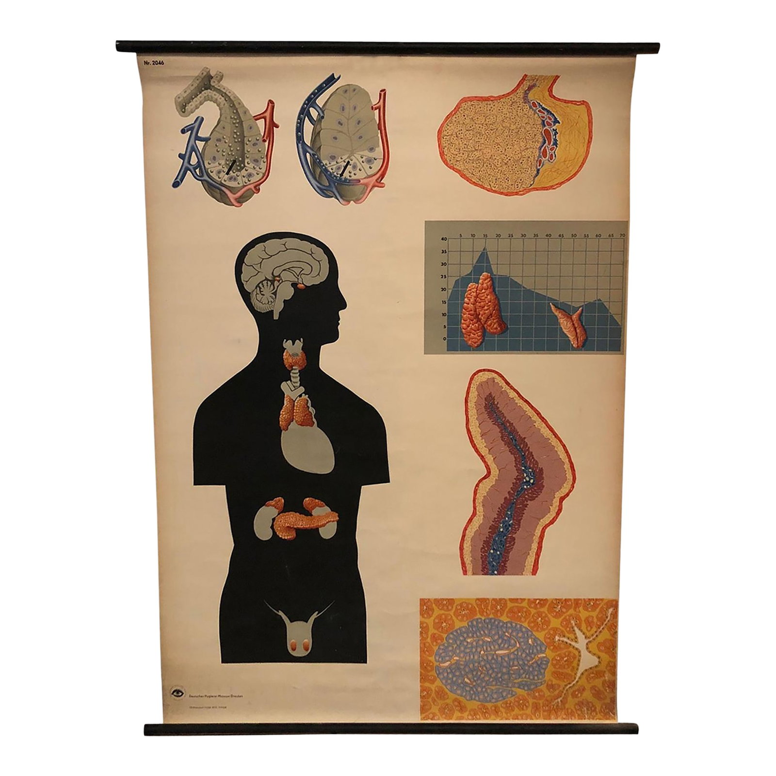 Mid 20th Century German Anatomical Educational Endocrine System Chart: German, educational, anatomical, roll-up chart depicting glands of the human endocrine system from the Deutsches Hygiene Museum, Dresden is printed on canvas backed paper on hollow steel rods with