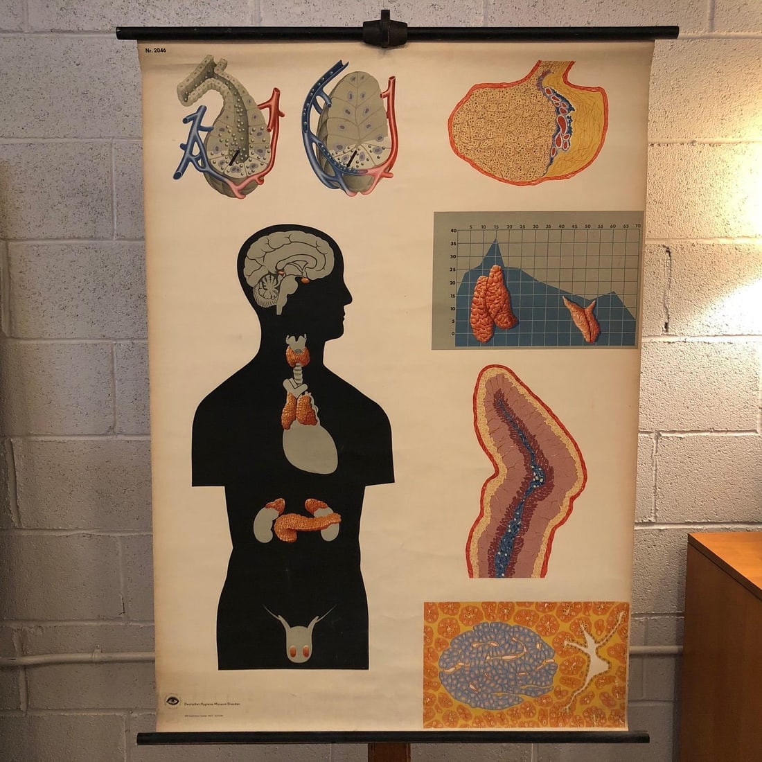 Mid 20th Century German Anatomical Educational Endocrine System Chart - 2