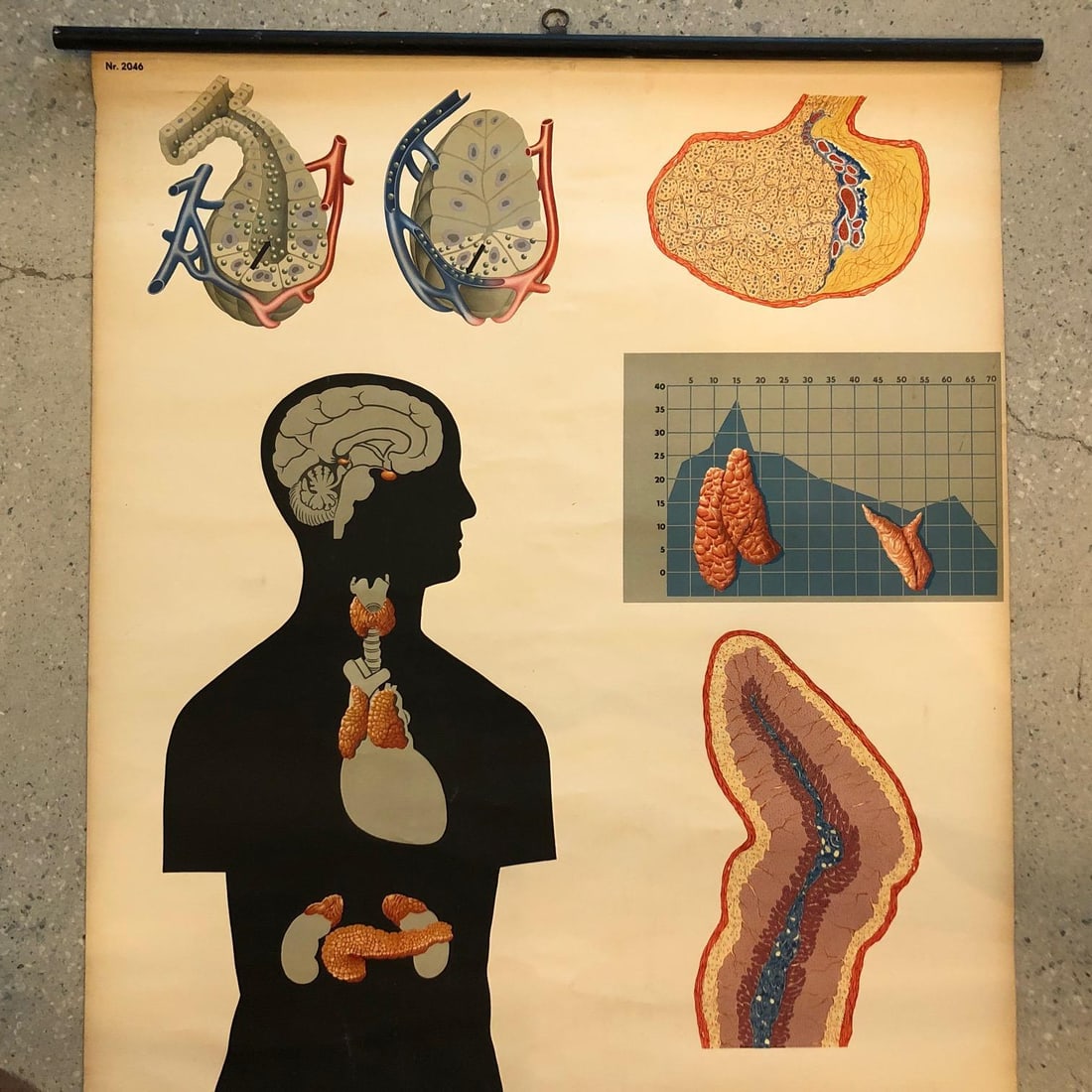 Mid 20th Century German Anatomical Educational Endocrine System Chart - 3