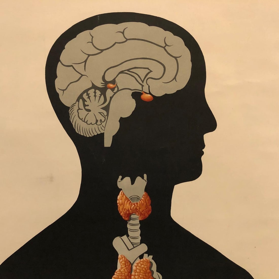 Mid 20th Century German Anatomical Educational Endocrine System Chart - 4