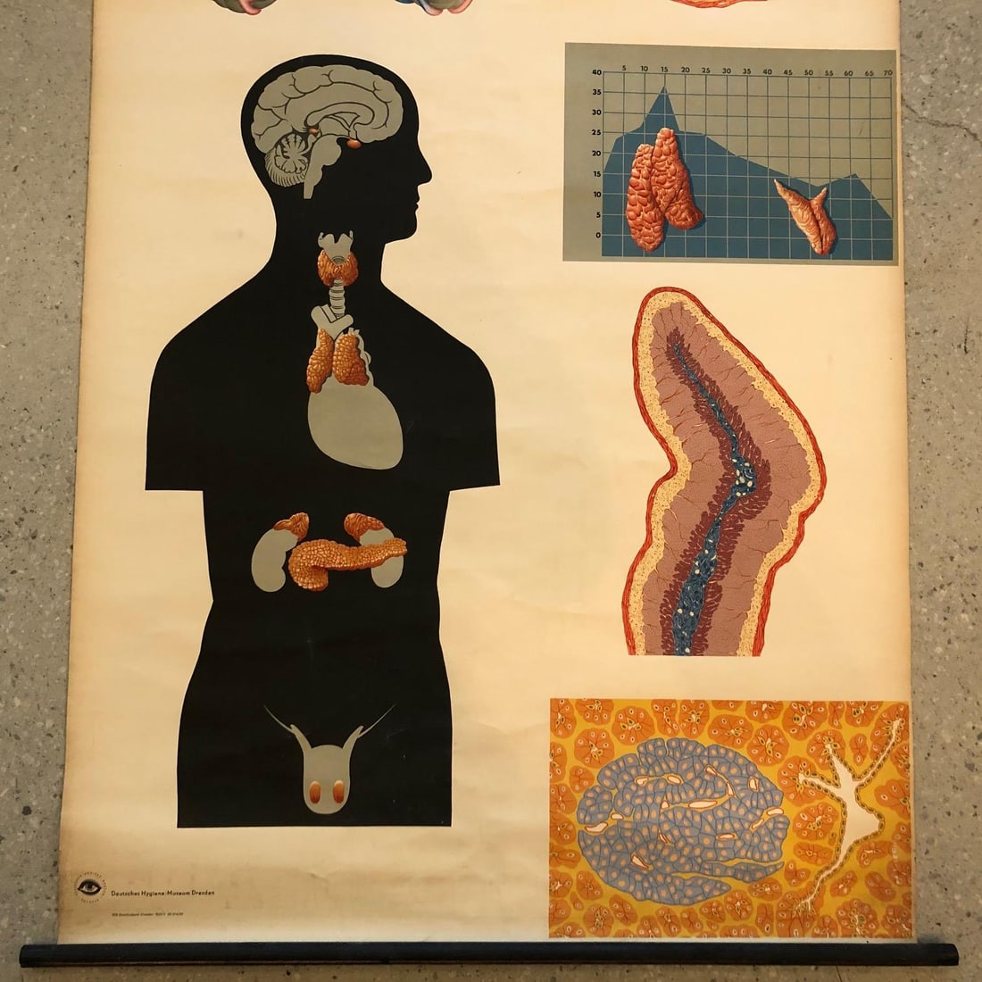 Mid 20th Century German Anatomical Educational Endocrine System Chart - 5