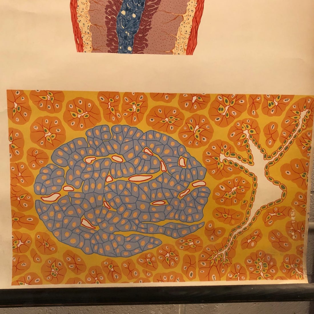 Mid 20th Century German Anatomical Educational Endocrine System Chart - 6