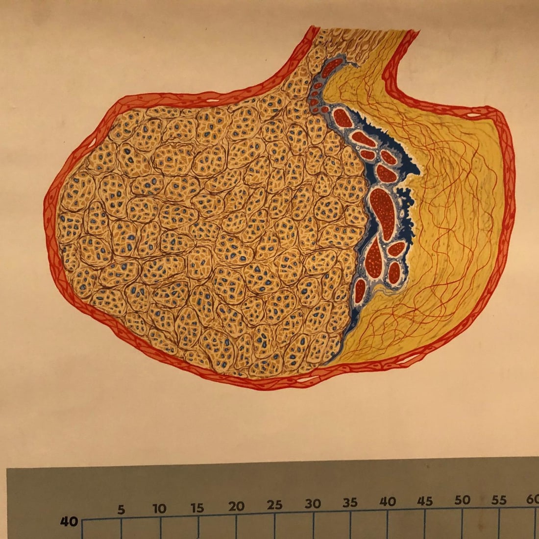 Mid 20th Century German Anatomical Educational Endocrine System Chart - 7