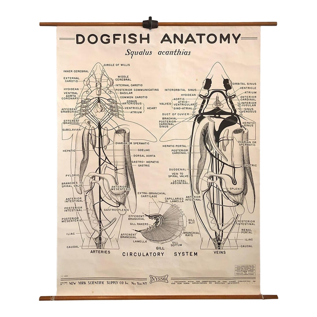 Mid 20th Century Educational Zoological Dogfish Anatomy Chart by New York Scientific Co.: This educational, anatomical, roll-up Dogfish anatomy chart is by New York Scientific Supply Co. circa 1941. It depicts the anatomy of a dogfish printed on fortified paper with canvas backing on maple